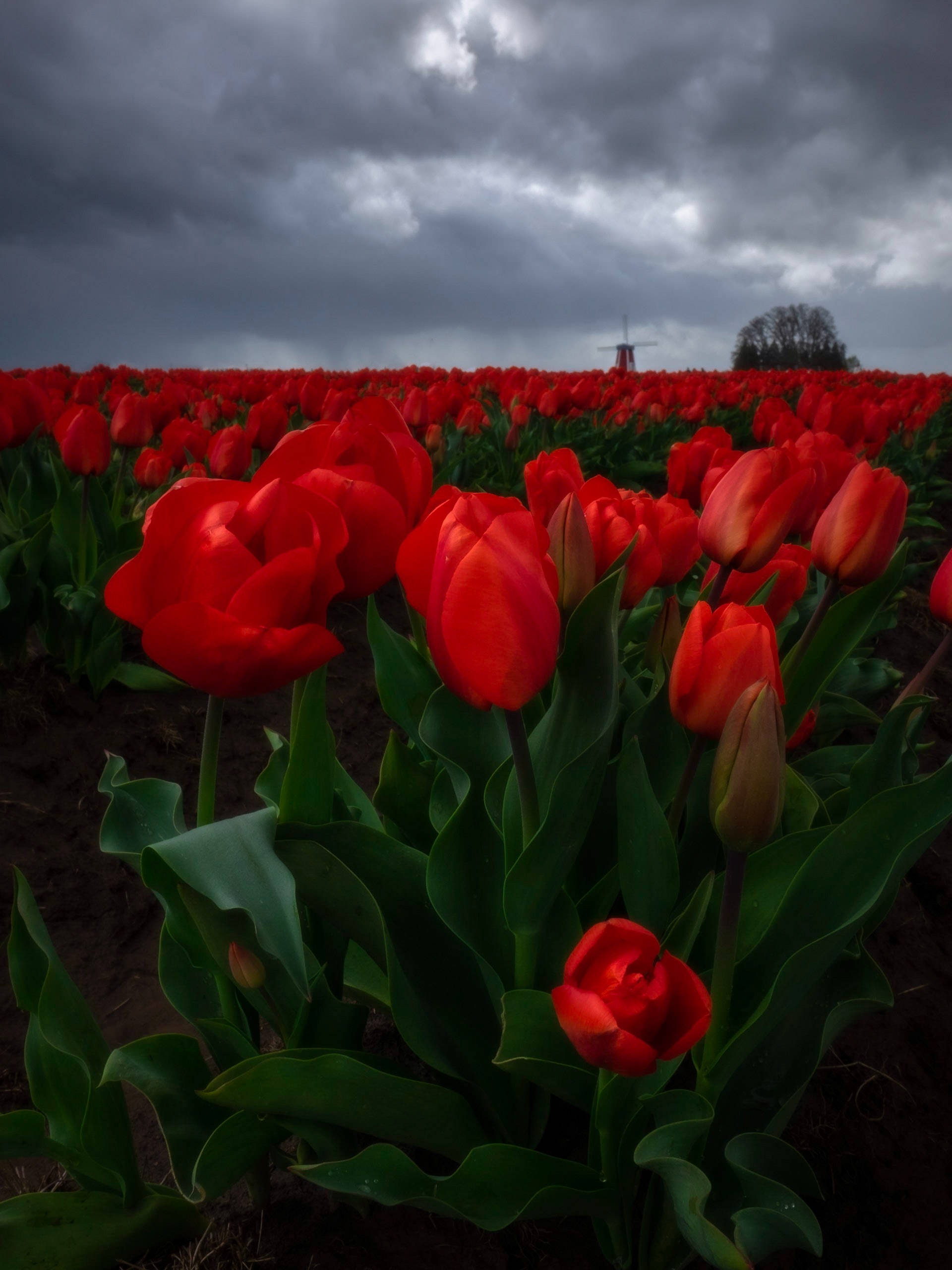 4K iPhone, red tulips, field, 2K Phone Wallpaper