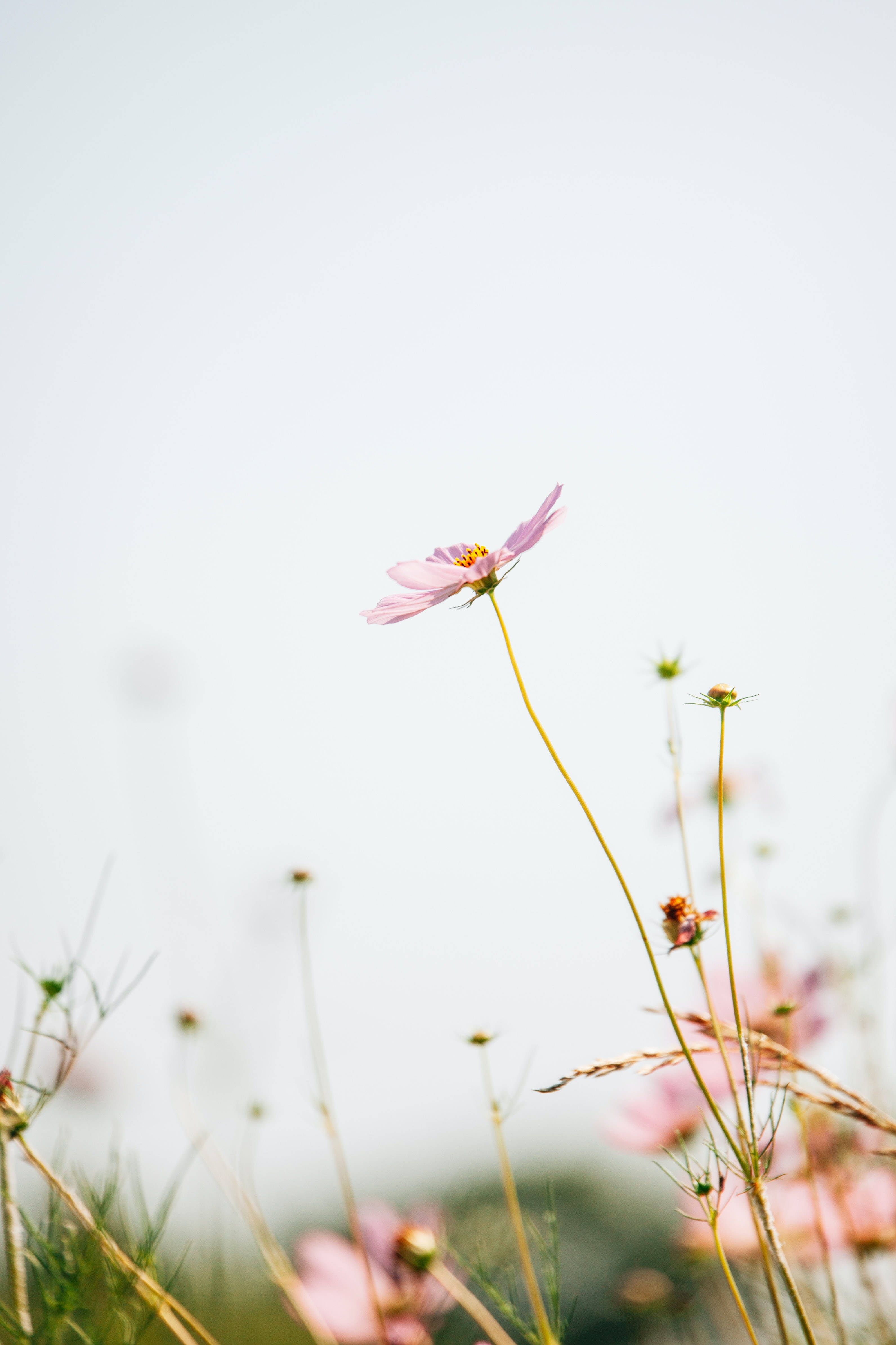 4K iPhone, pink cosmos flower, soft blurred sky, 4K Phone Wallpaper