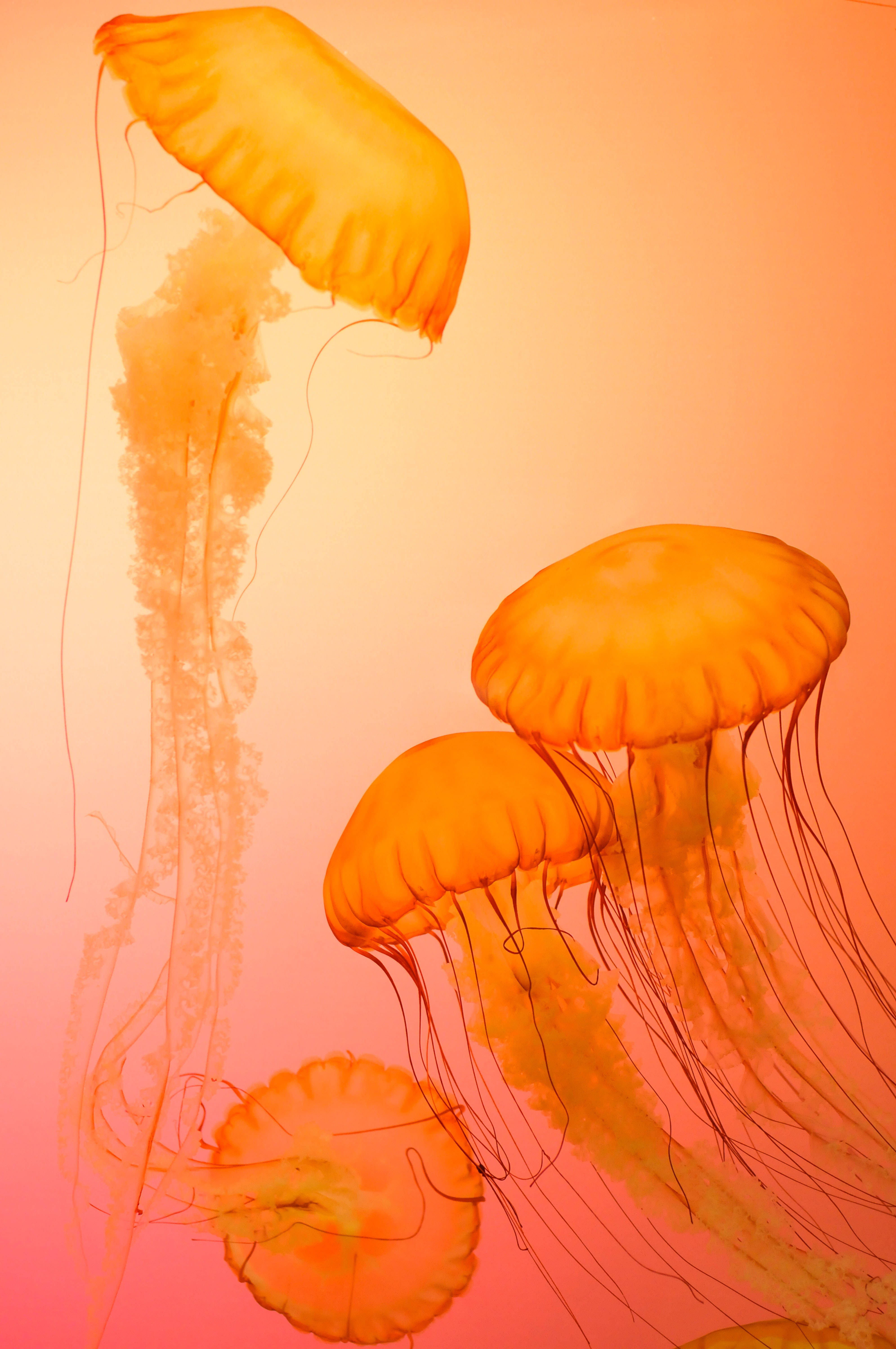4K iPhone, orange jellyfish, glowing orange, 5K Phone Wallpaper