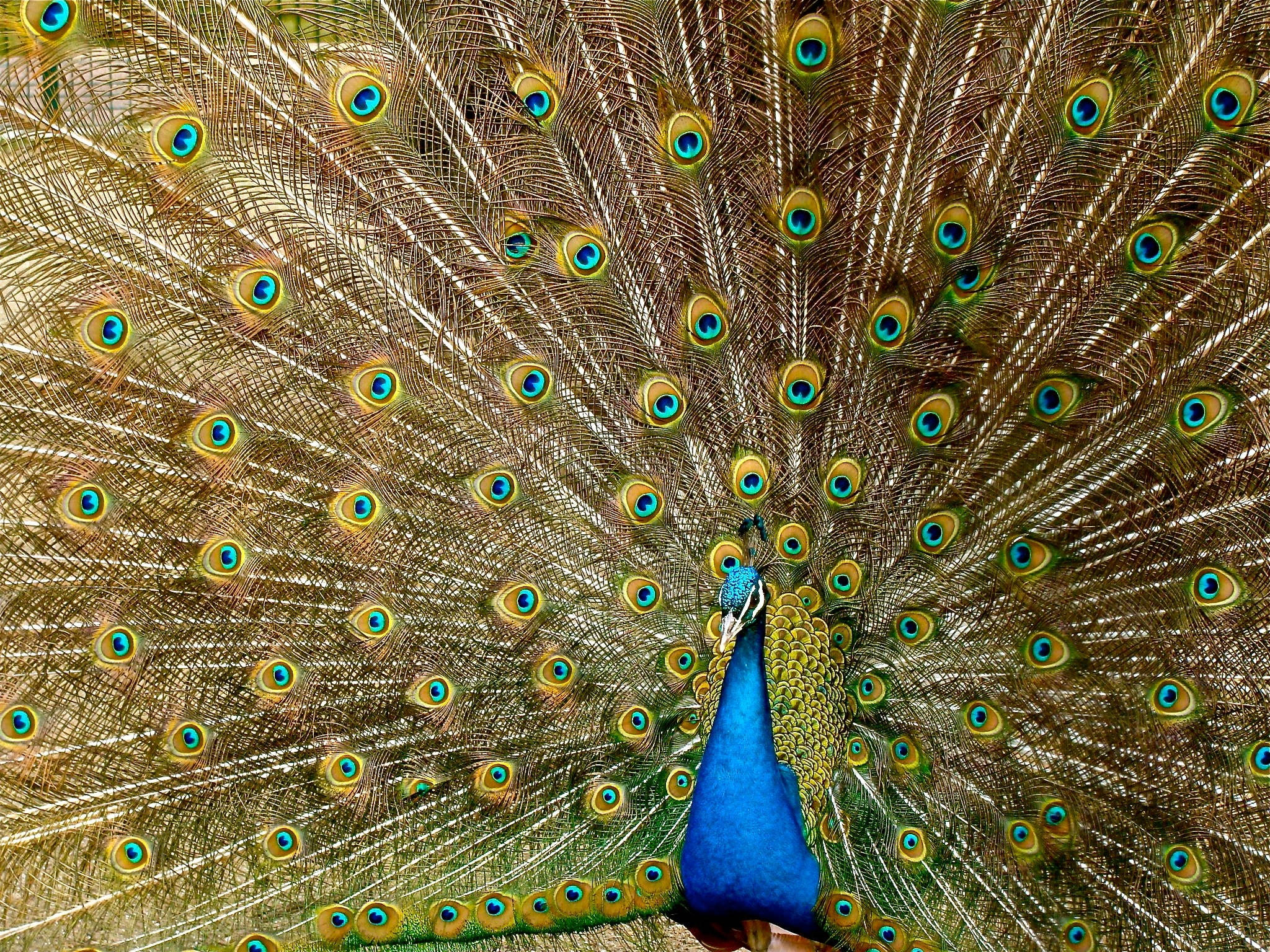 male peacock, vibrant blue body, intricate golden eye-patterned tail feathers, Full HD Desktop Wallpaper