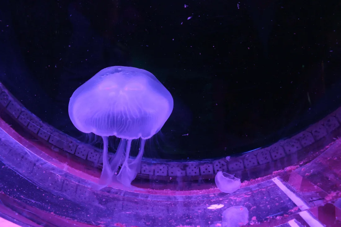 4K Jellyfish
