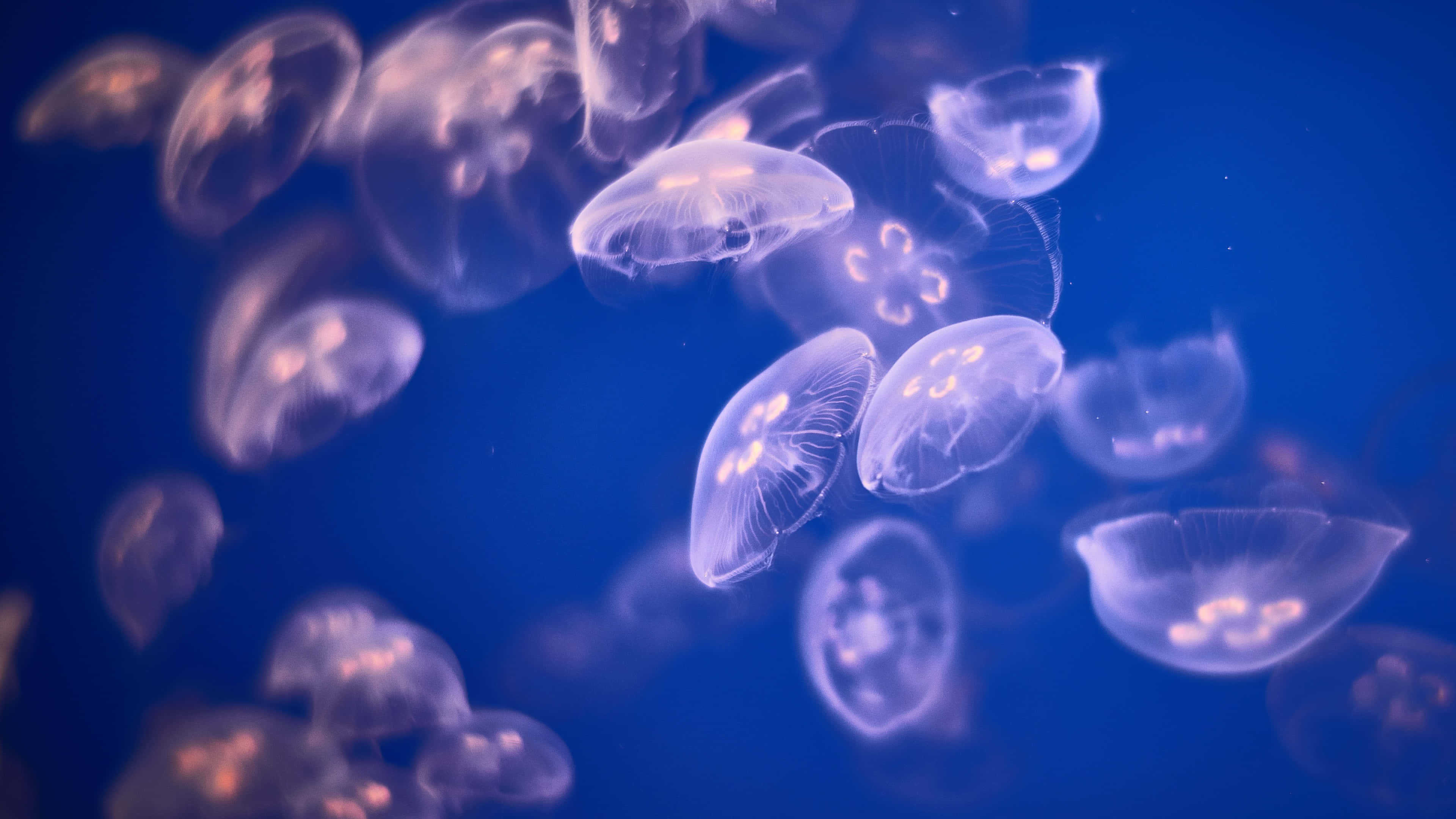 4K Jellyfish, glowing translucent jellyfish, deep blue ocean water, 4K Desktop Wallpaper
