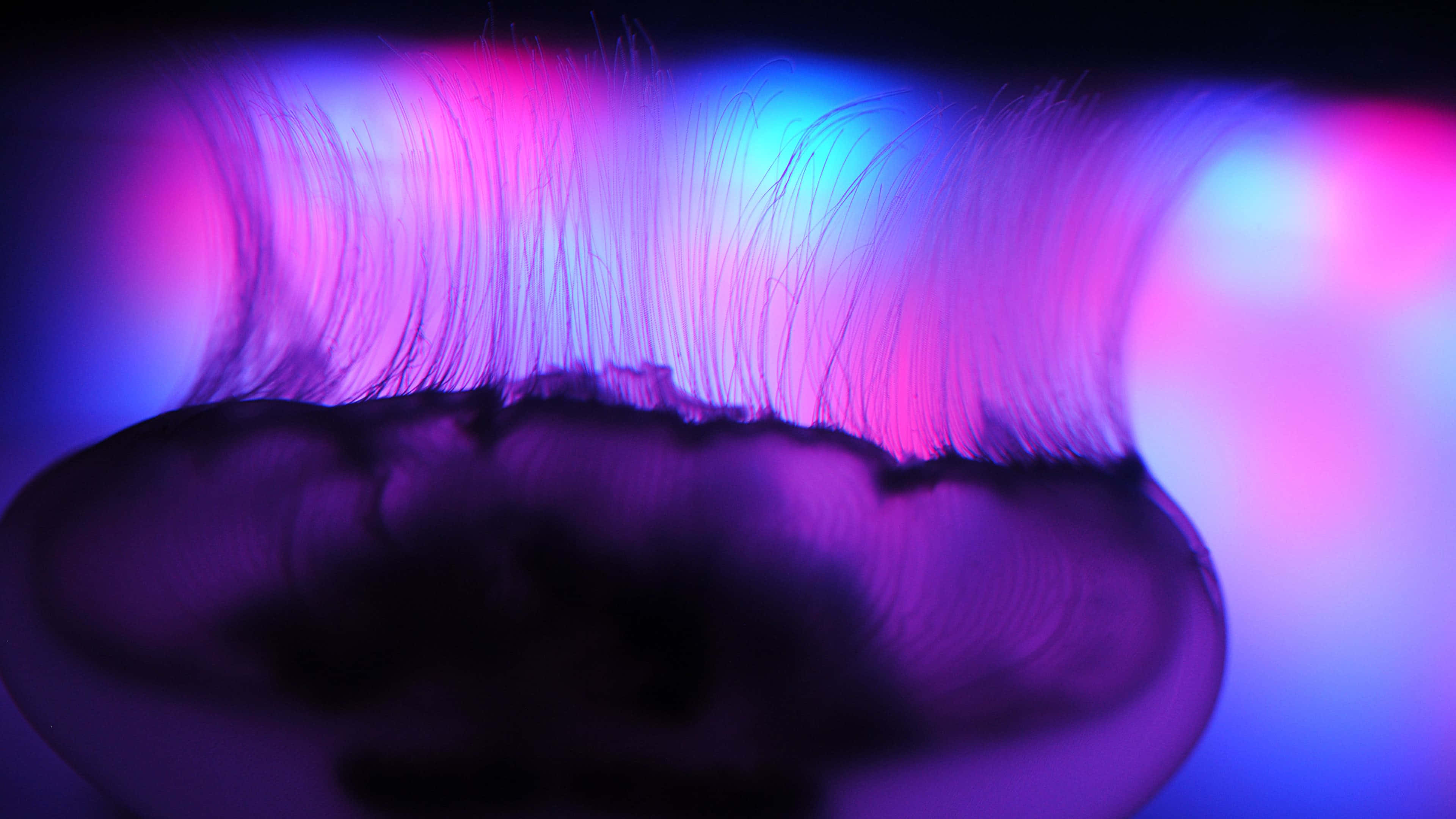 4K Jellyfish, glowing purple jellyfish, vibrant pink and blue tentacles, 4K Desktop Wallpaper