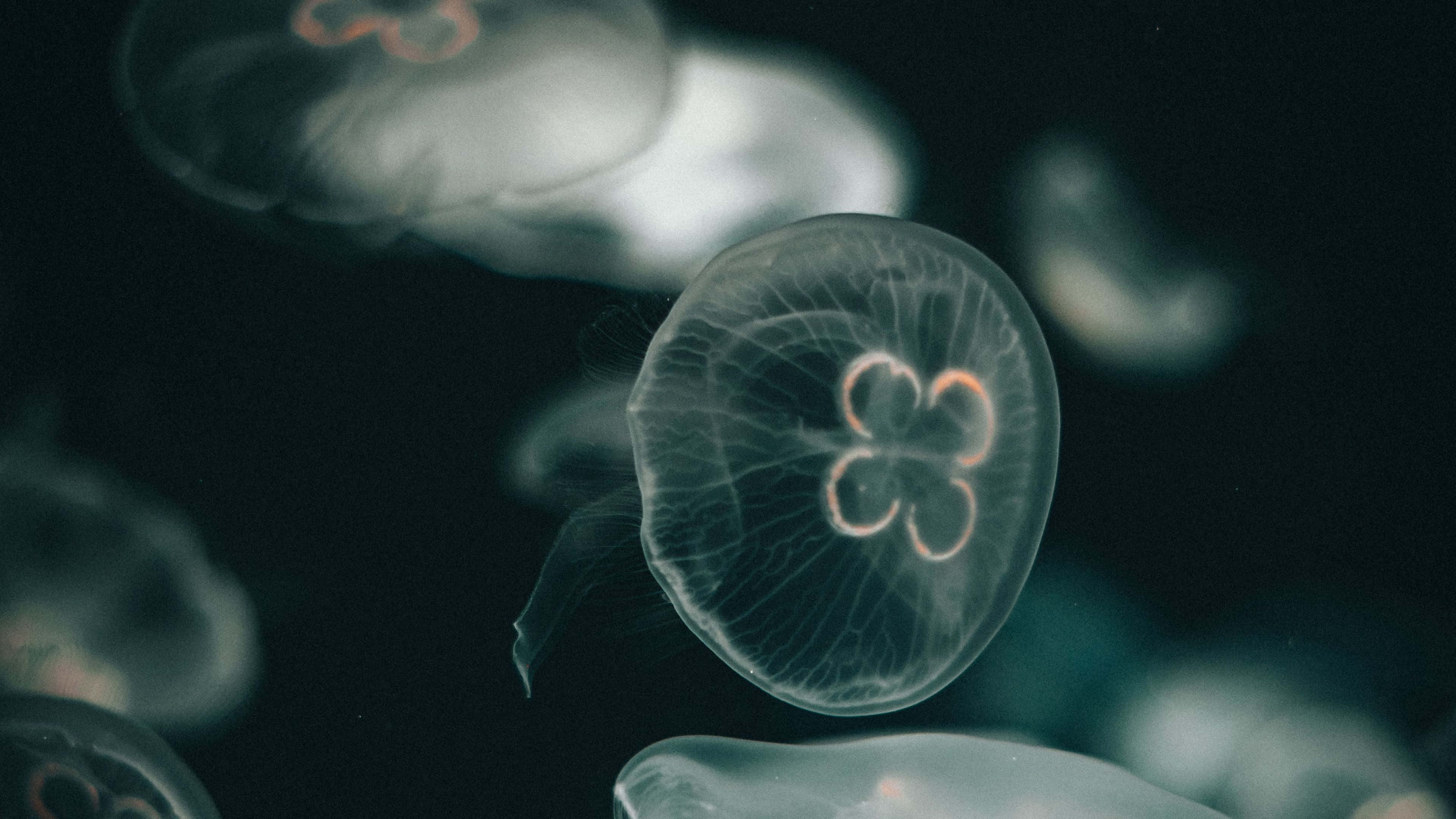 4K Jellyfish, glowing translucent jellyfish, dark ocean waters, 4K Desktop Wallpaper