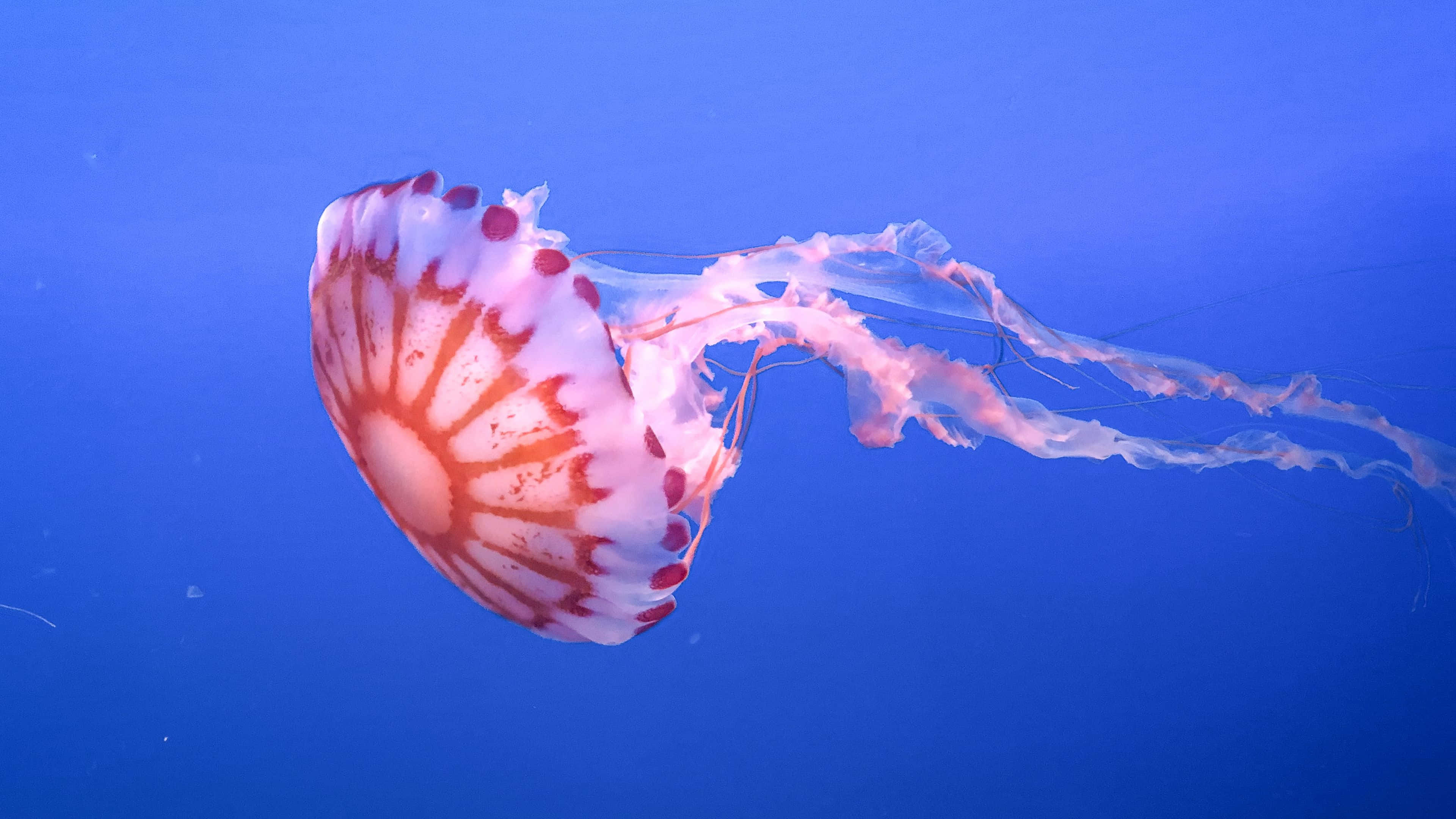 4K Jellyfish, translucent pink and white jellyfish, red spots, 4K Desktop Wallpaper