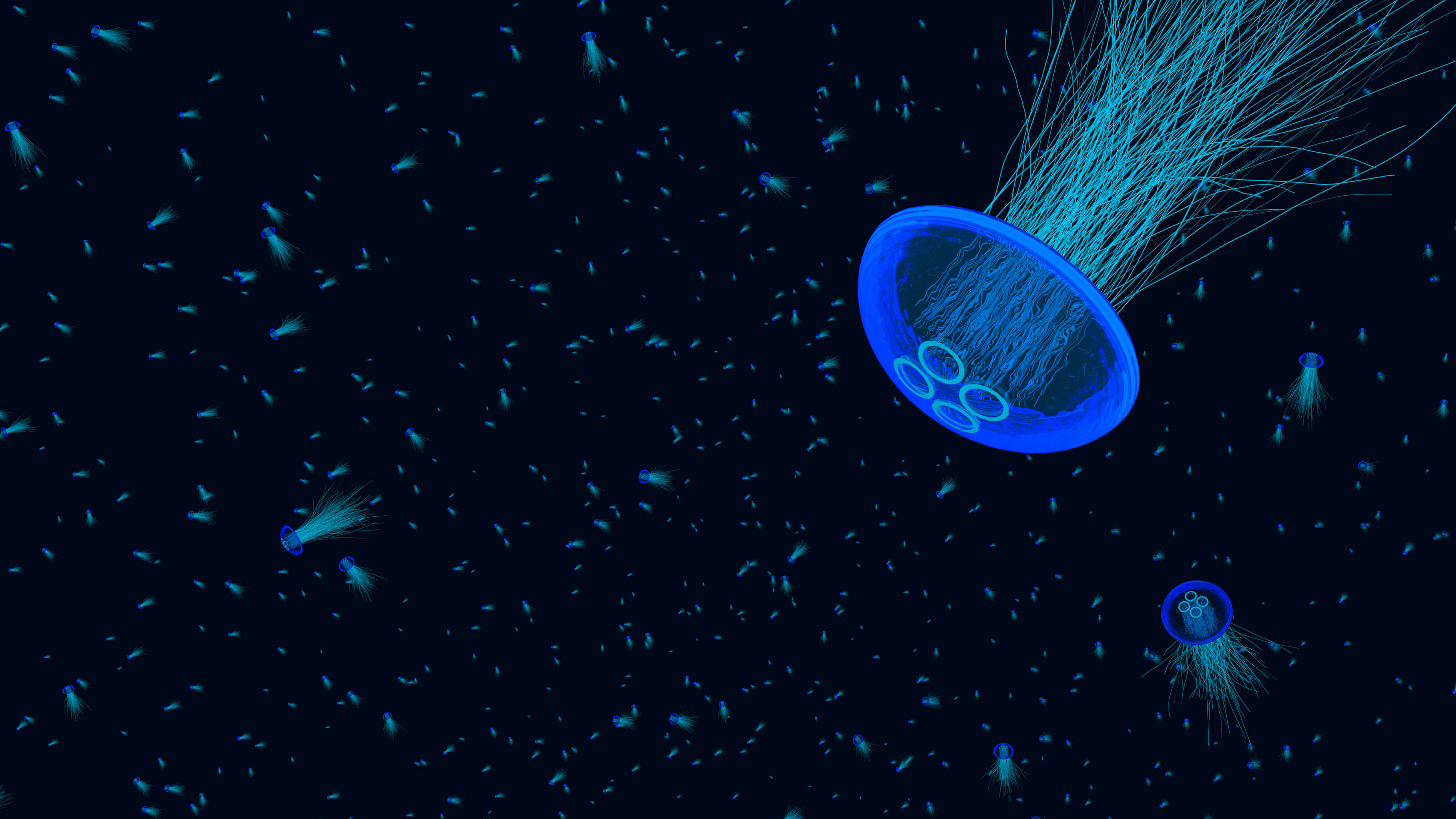 4K Jellyfish, vibrant pink jellyfish, sea of blue, 4K Desktop Wallpaper