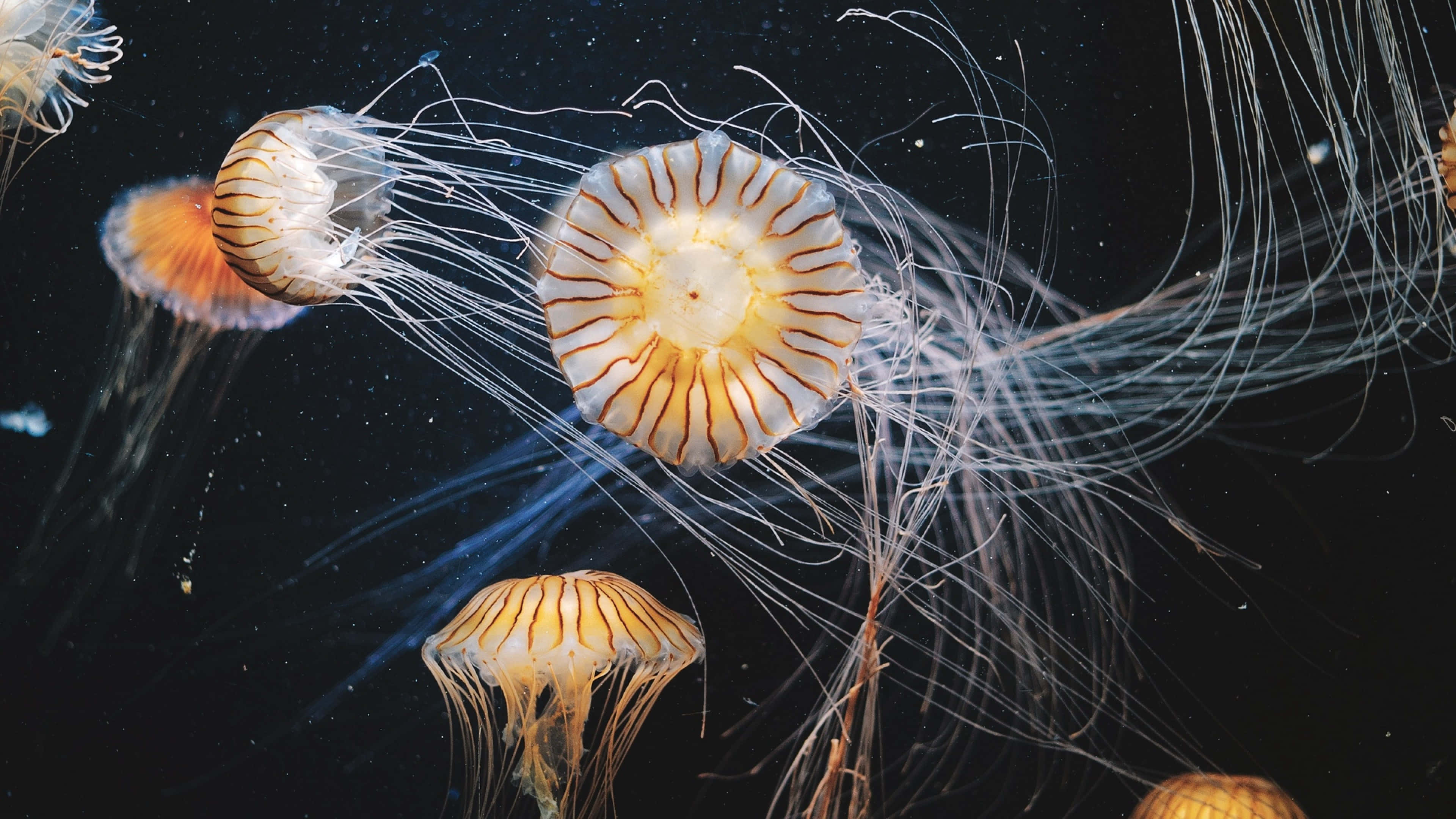 4K Jellyfish, glowing orange and white, dark ocean waters, 4K Desktop Wallpaper