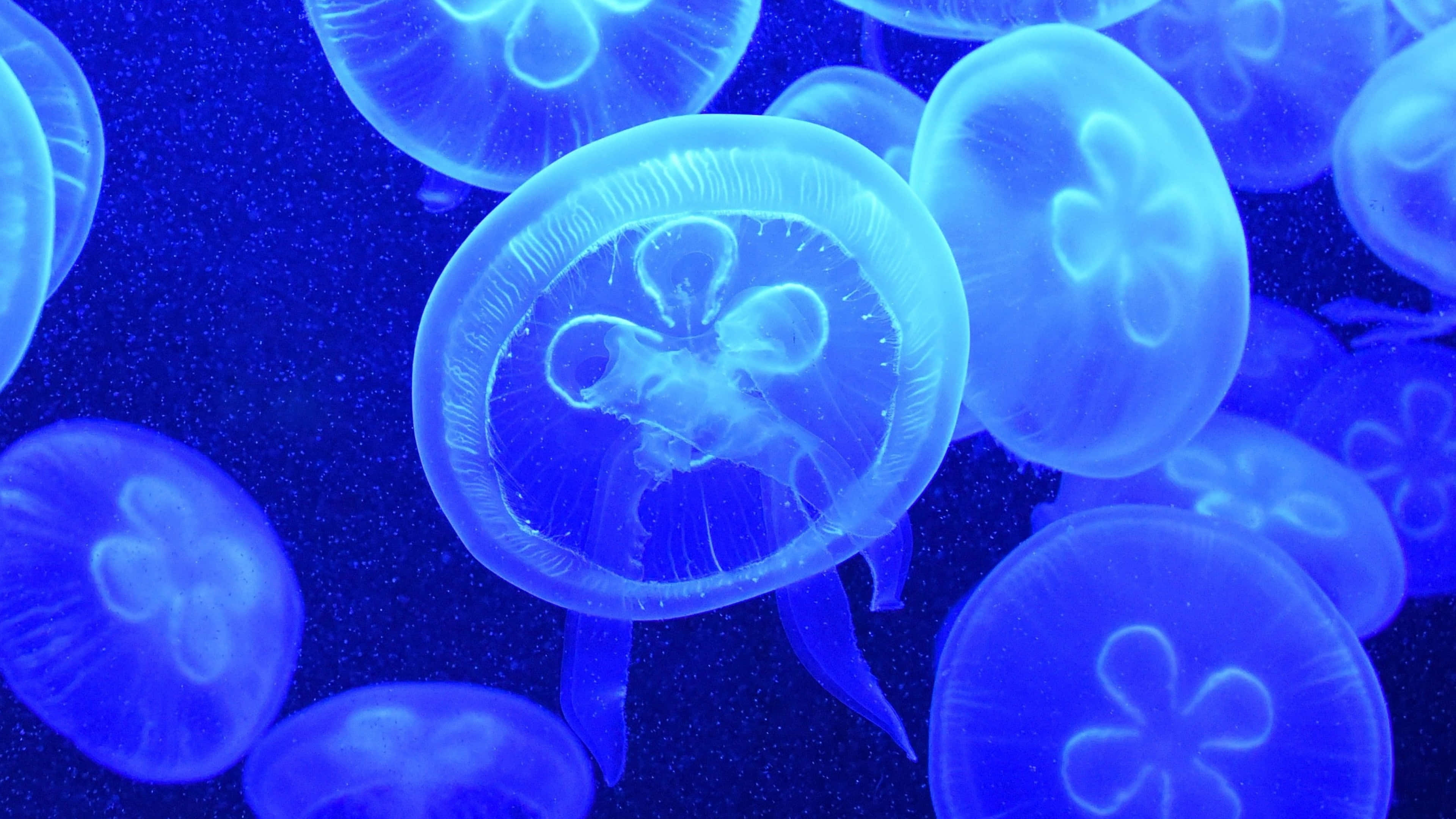4K Jellyfish, glowing blue, deep ocean water, 4K Desktop Wallpaper