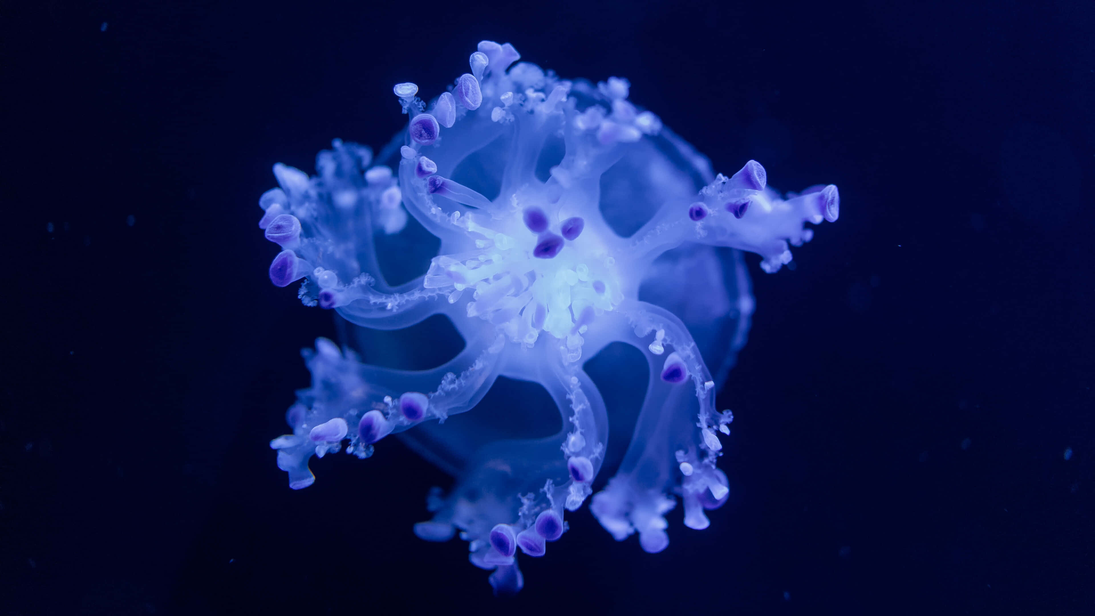 4K Jellyfish, purple tentacles, glowing translucent jellyfish, 4K Desktop Wallpaper