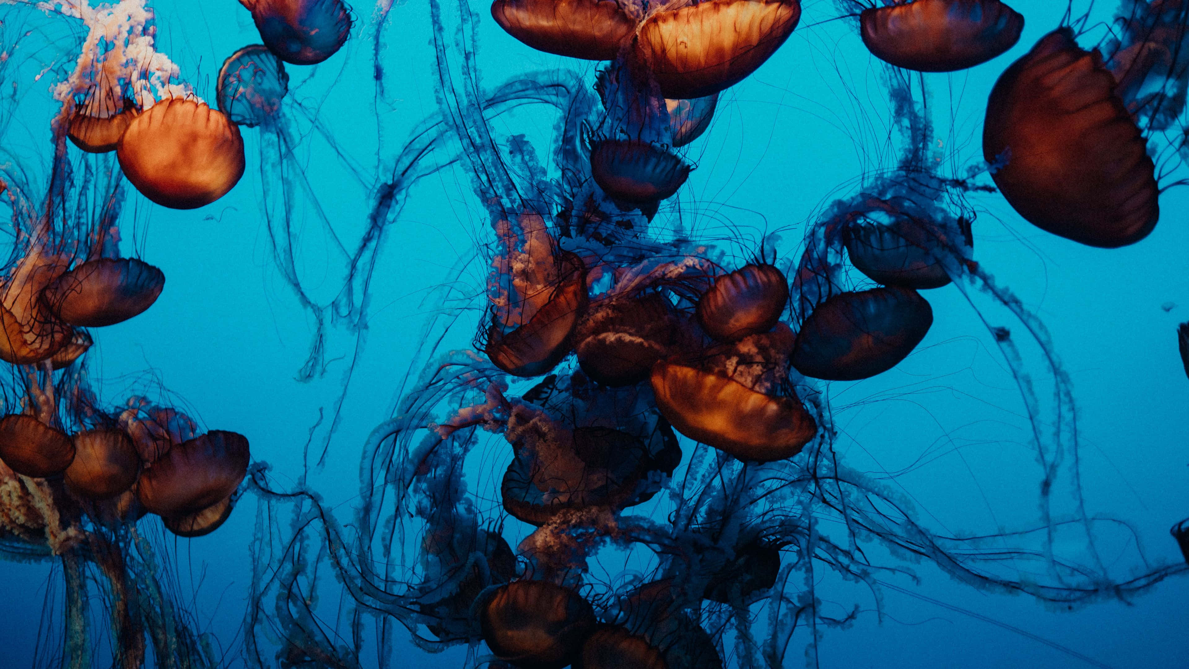 4K Jellyfish, orange jellyfish, deep blue ocean water, 4K Desktop Wallpaper
