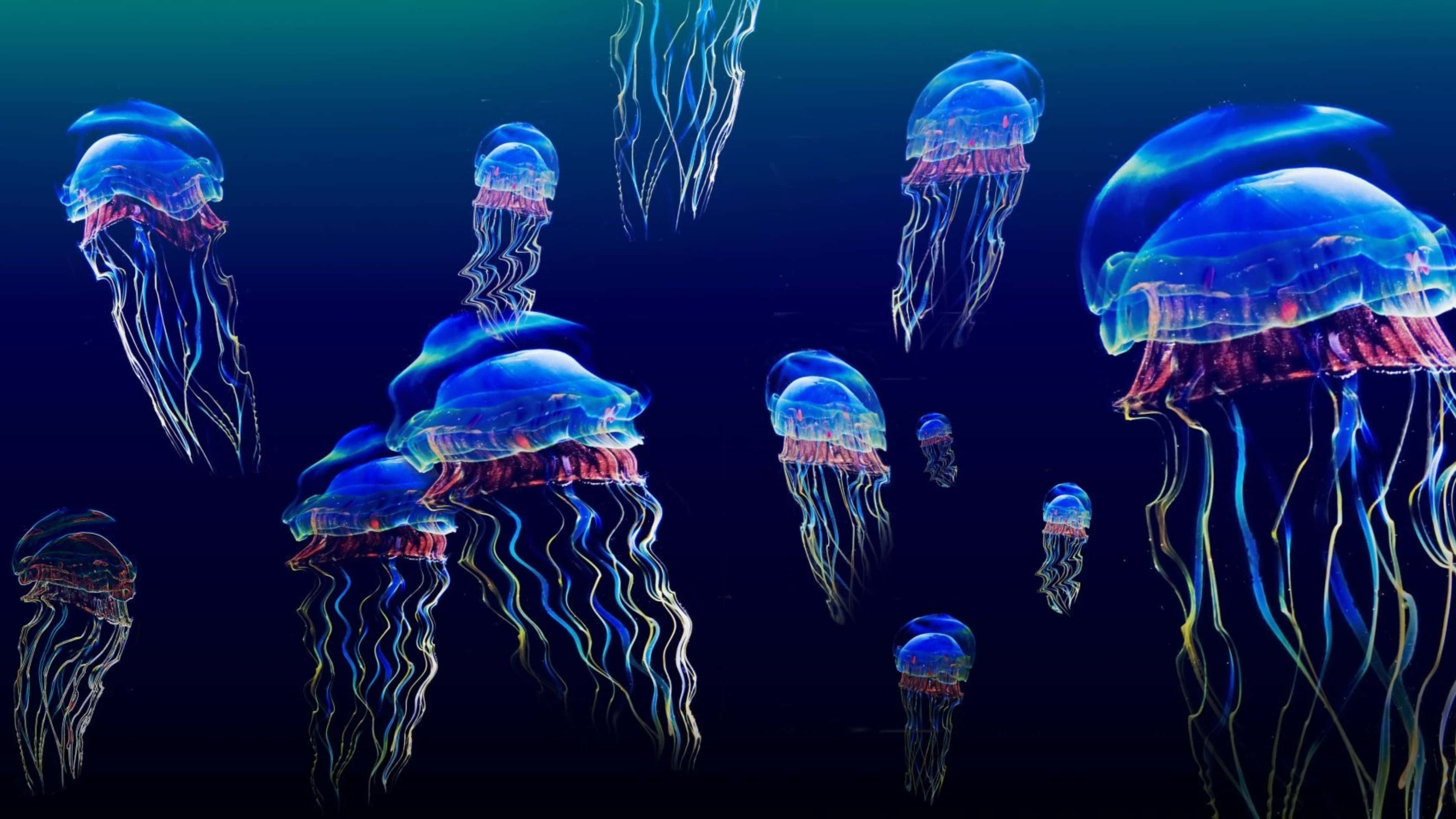 4K jellyfish, vibrant colors, glowing blue, 4K Desktop Wallpaper
