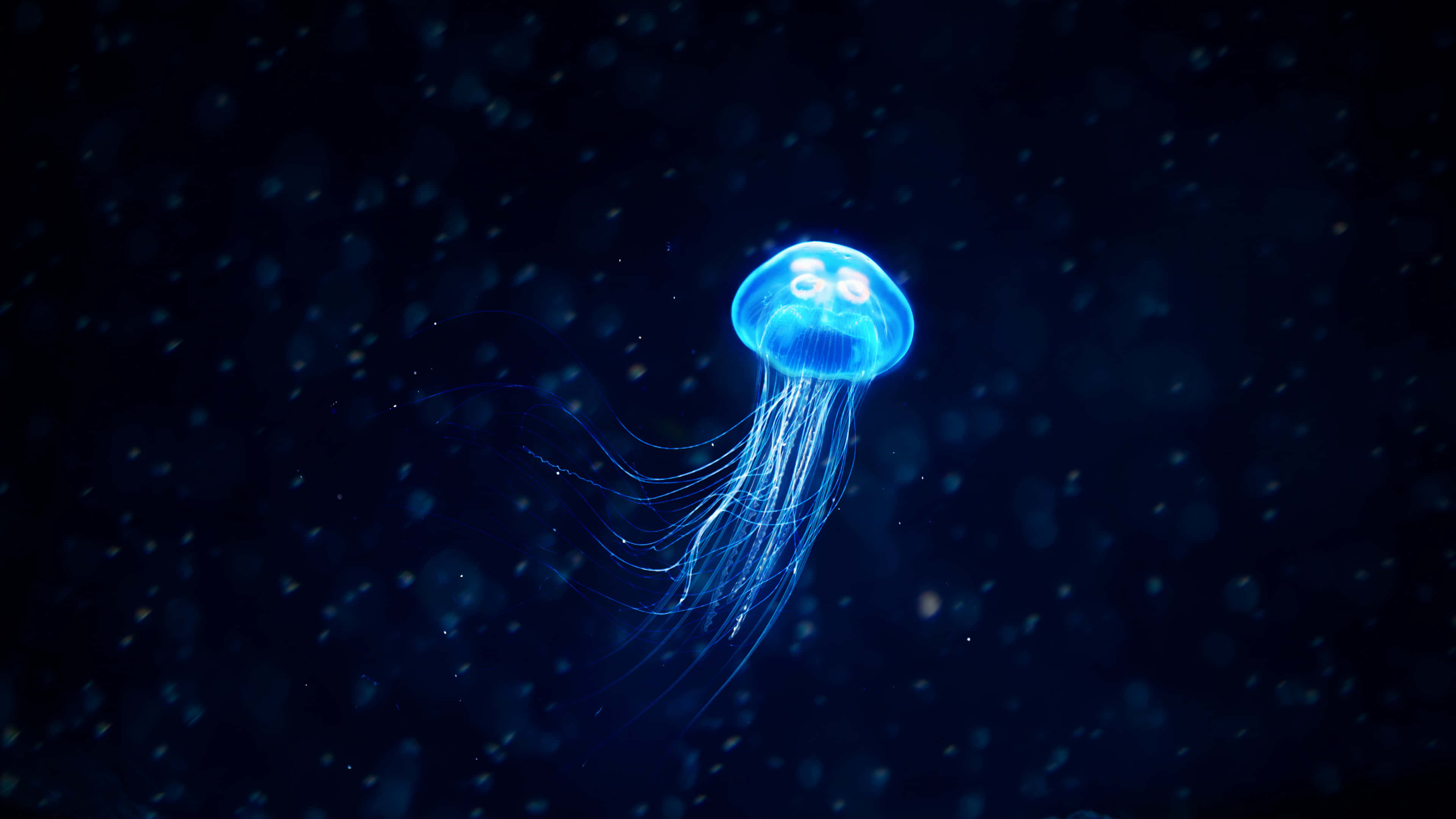 4K Jellyfish, glowing blue, dark ocean water, 4K Desktop Wallpaper