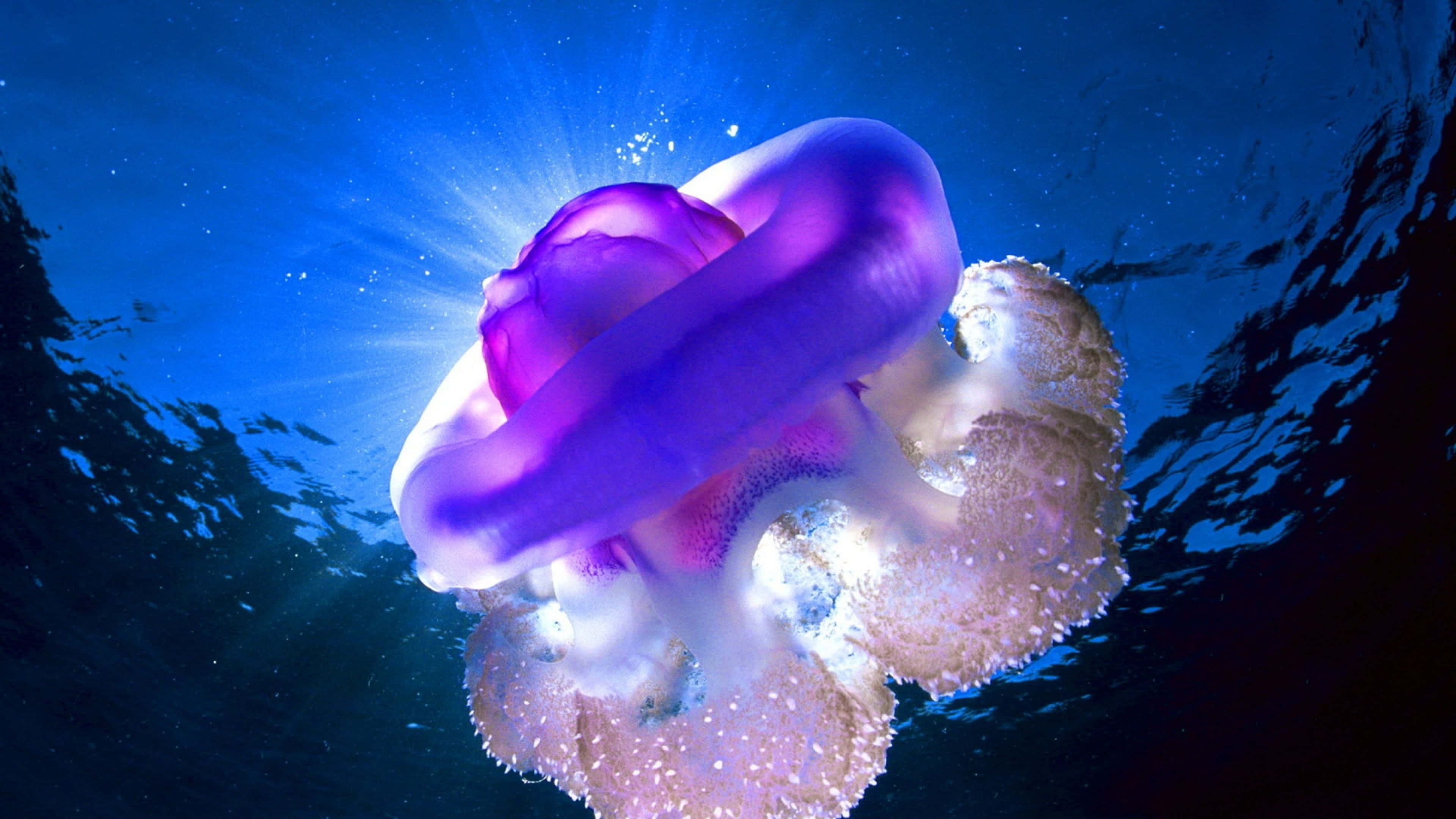 4K Jellyfish, glowing purple jellyfish, sunlight beams, 4K Desktop Wallpaper