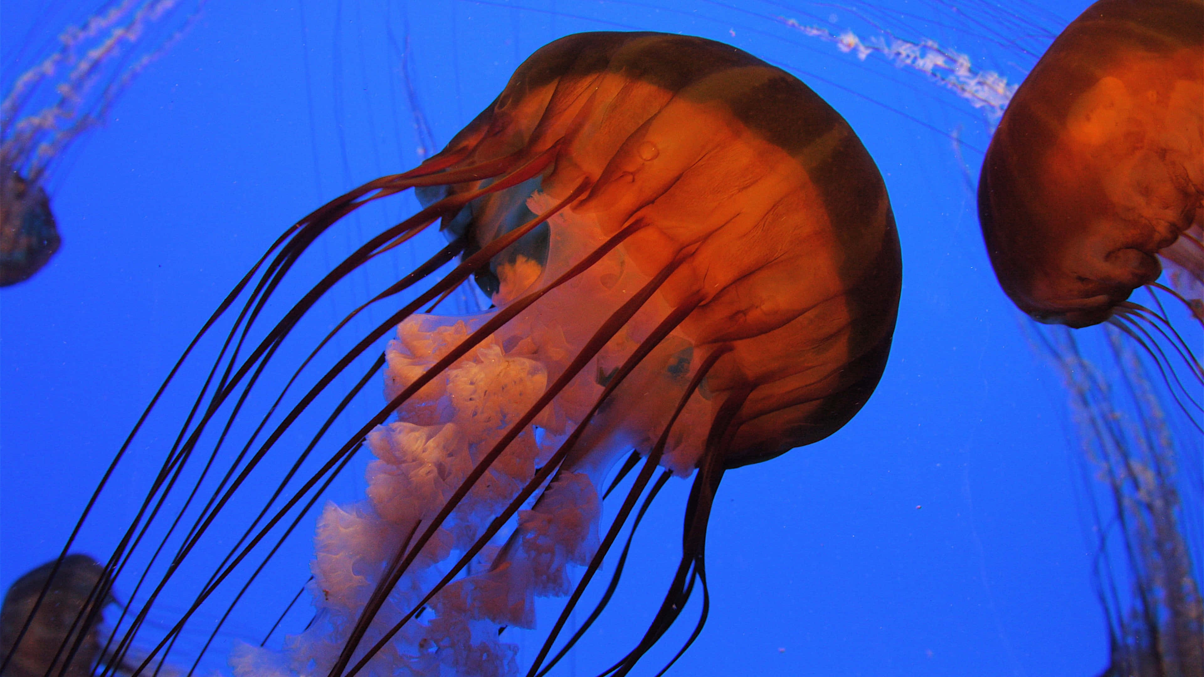 4K Jellyfish, glowing orange jellyfish, deep blue water, 4K Desktop Wallpaper