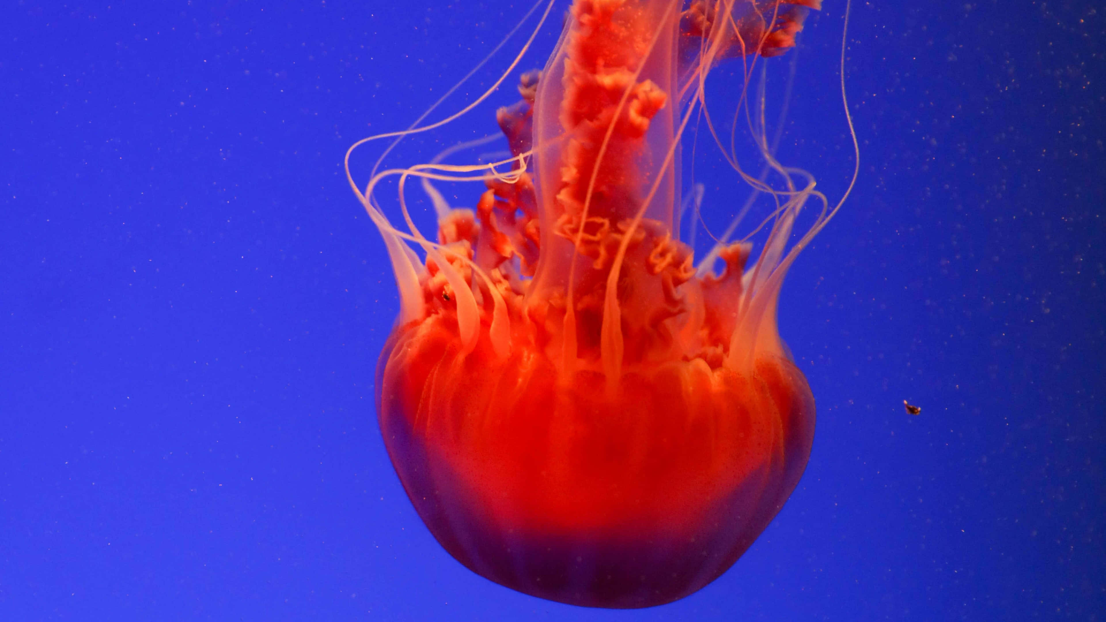 4K Jellyfish, vibrant orange, deep blue water, 4K Desktop Wallpaper