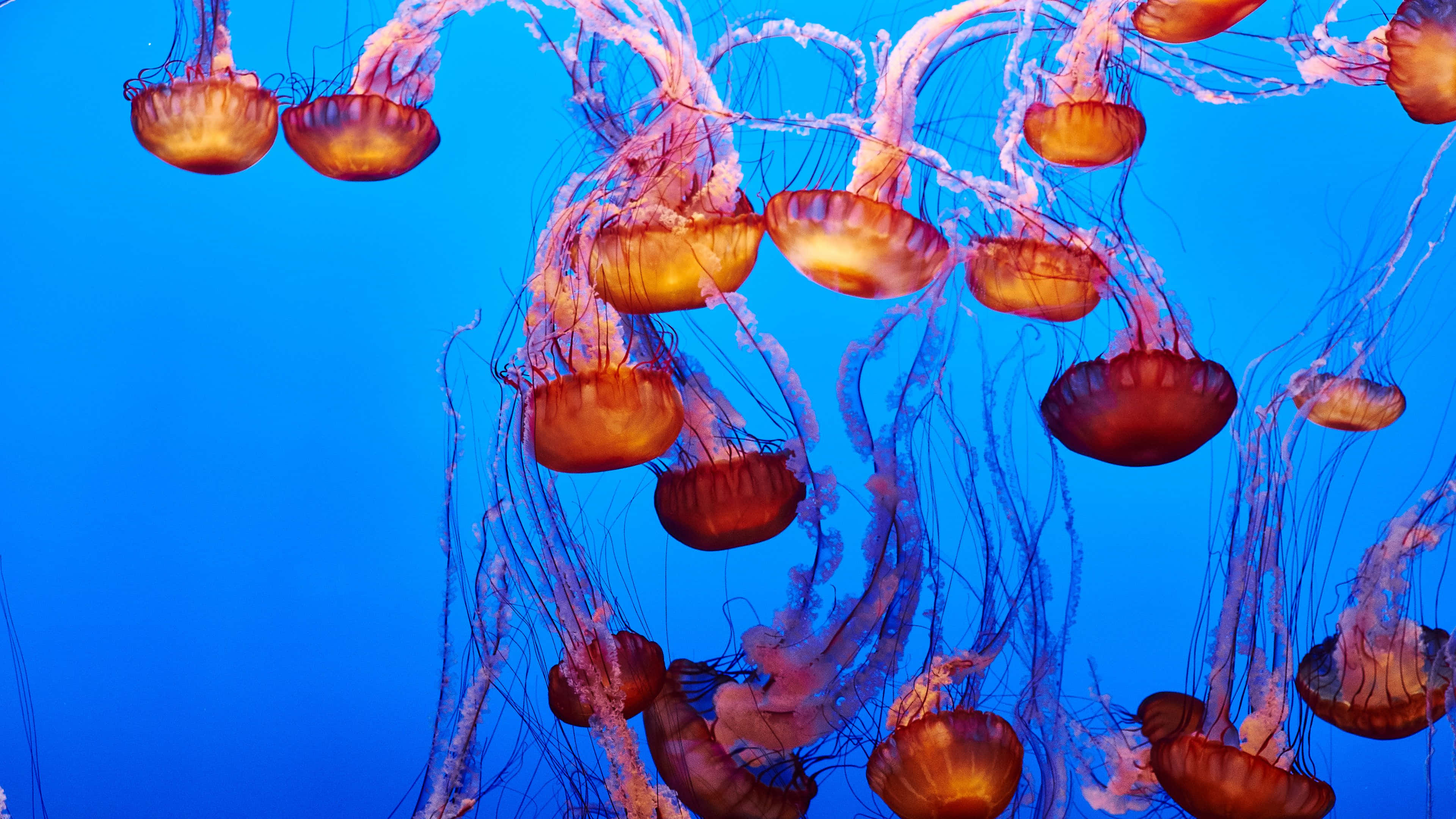 4K Jellyfish, orange jellyfish, long trailing tentacles, 4K Desktop Wallpaper