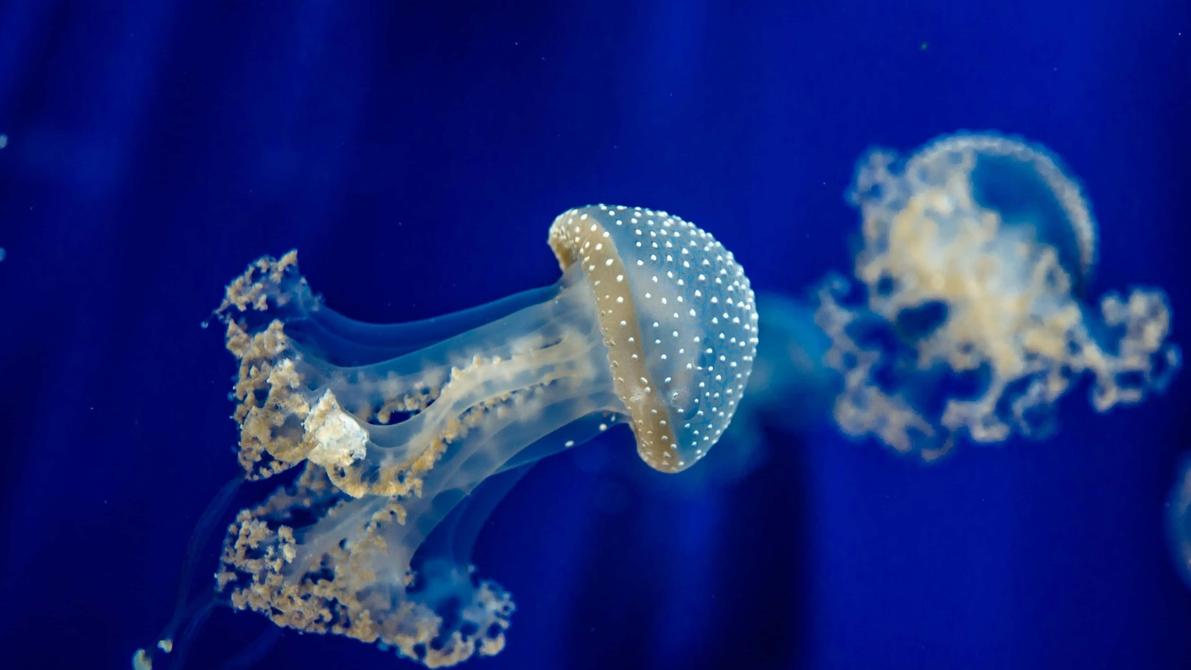 4K Jellyfish, translucent jellyfish, white spots, 4K Desktop Wallpaper