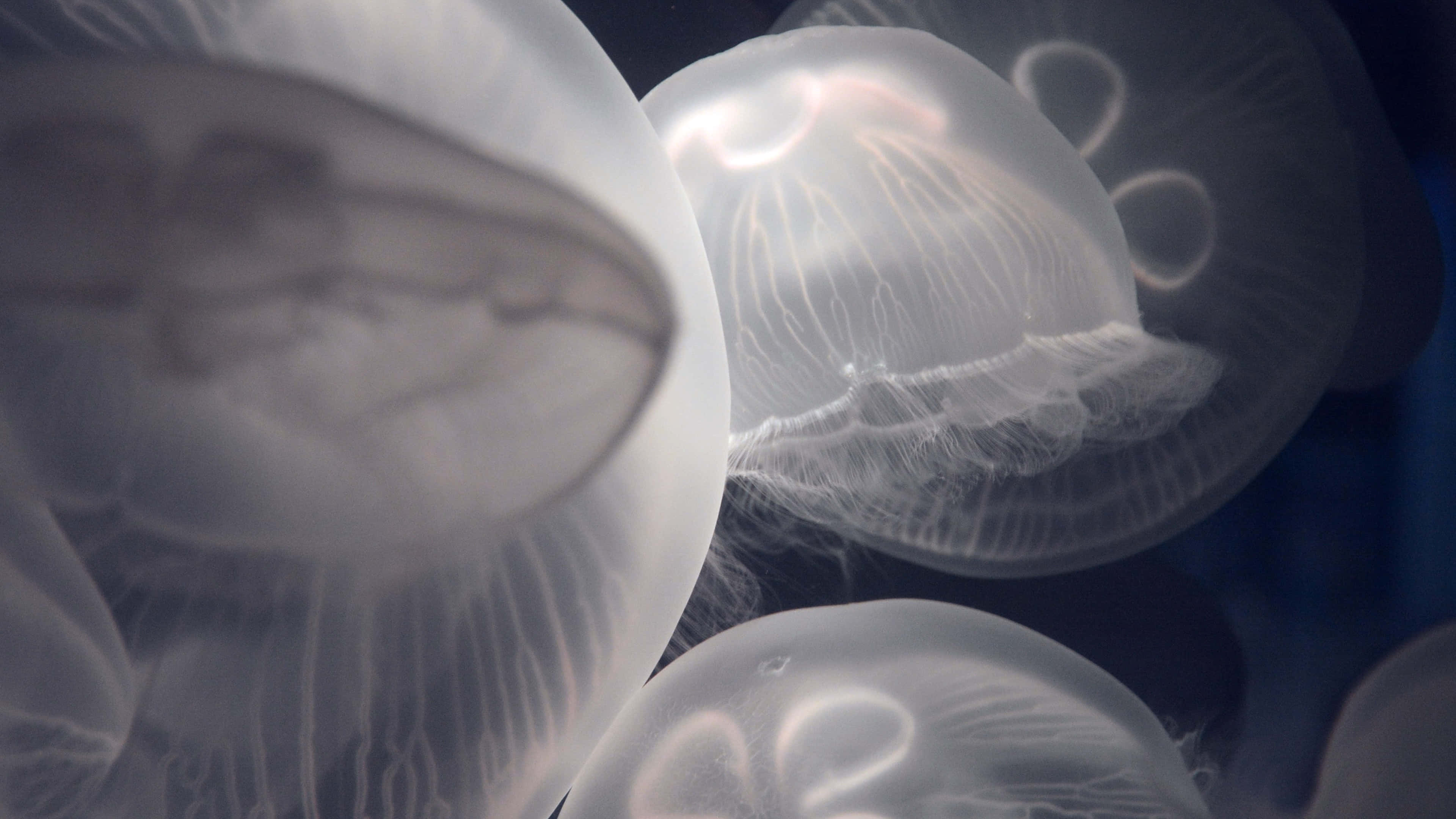 4K Jellyfish, 3840 x 2160, glowing translucent jellyfish, 4K Desktop Wallpaper