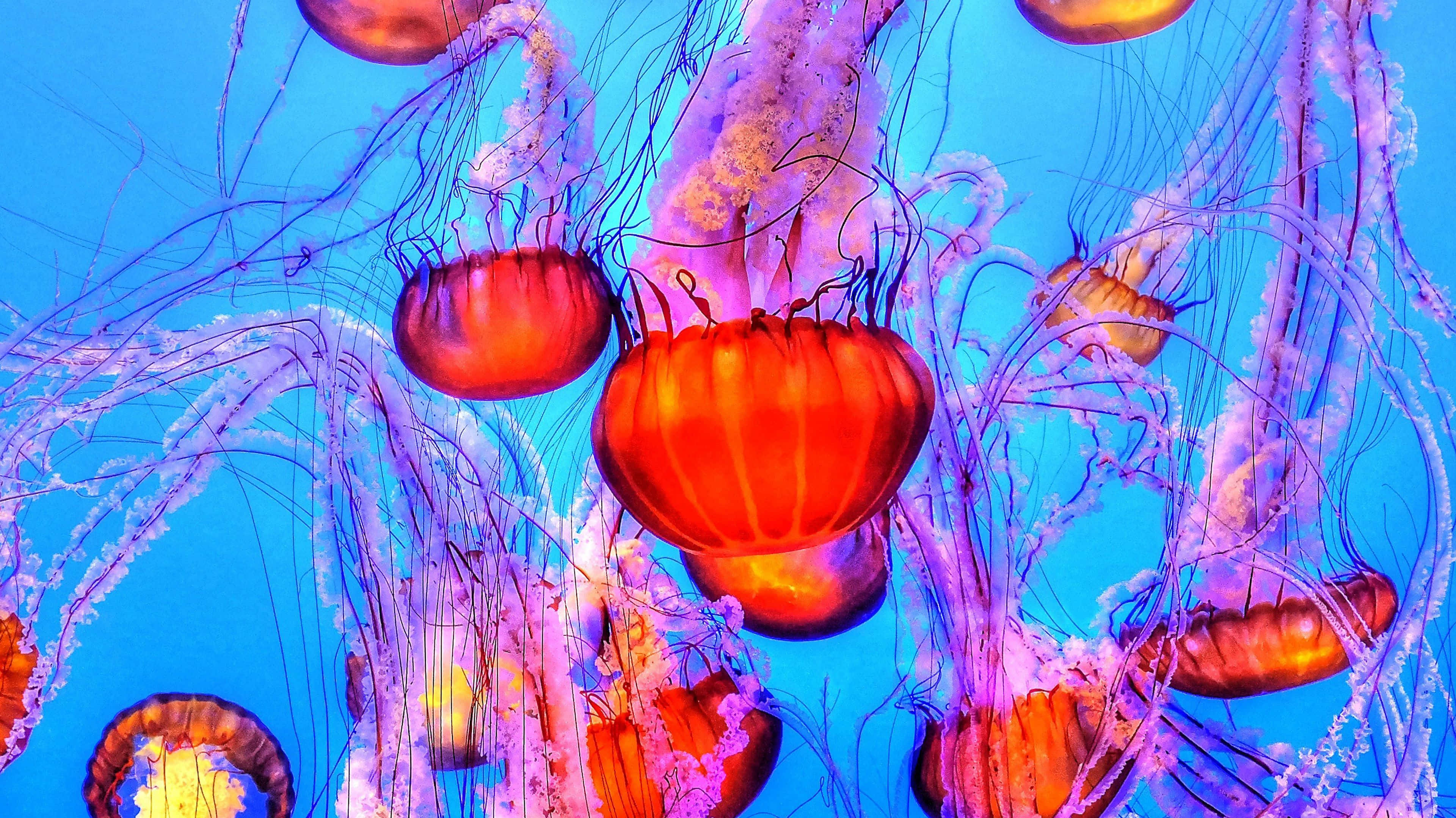 4K Jellyfish, orange, purple, 4K Desktop Wallpaper