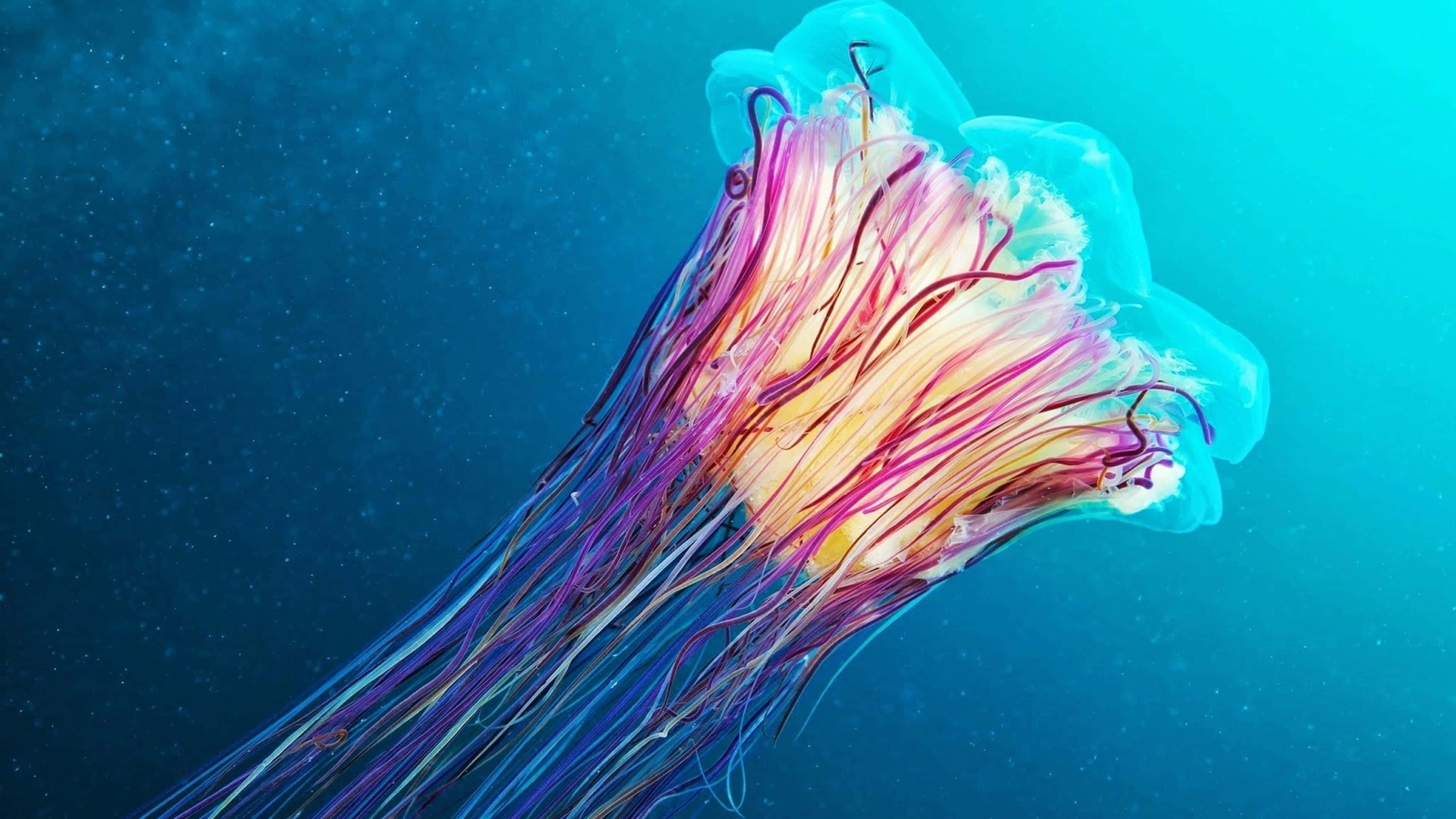 4K Jellyfish, pink purple and yellow tentacles, deep blue ocean water, 4K Desktop Wallpaper
