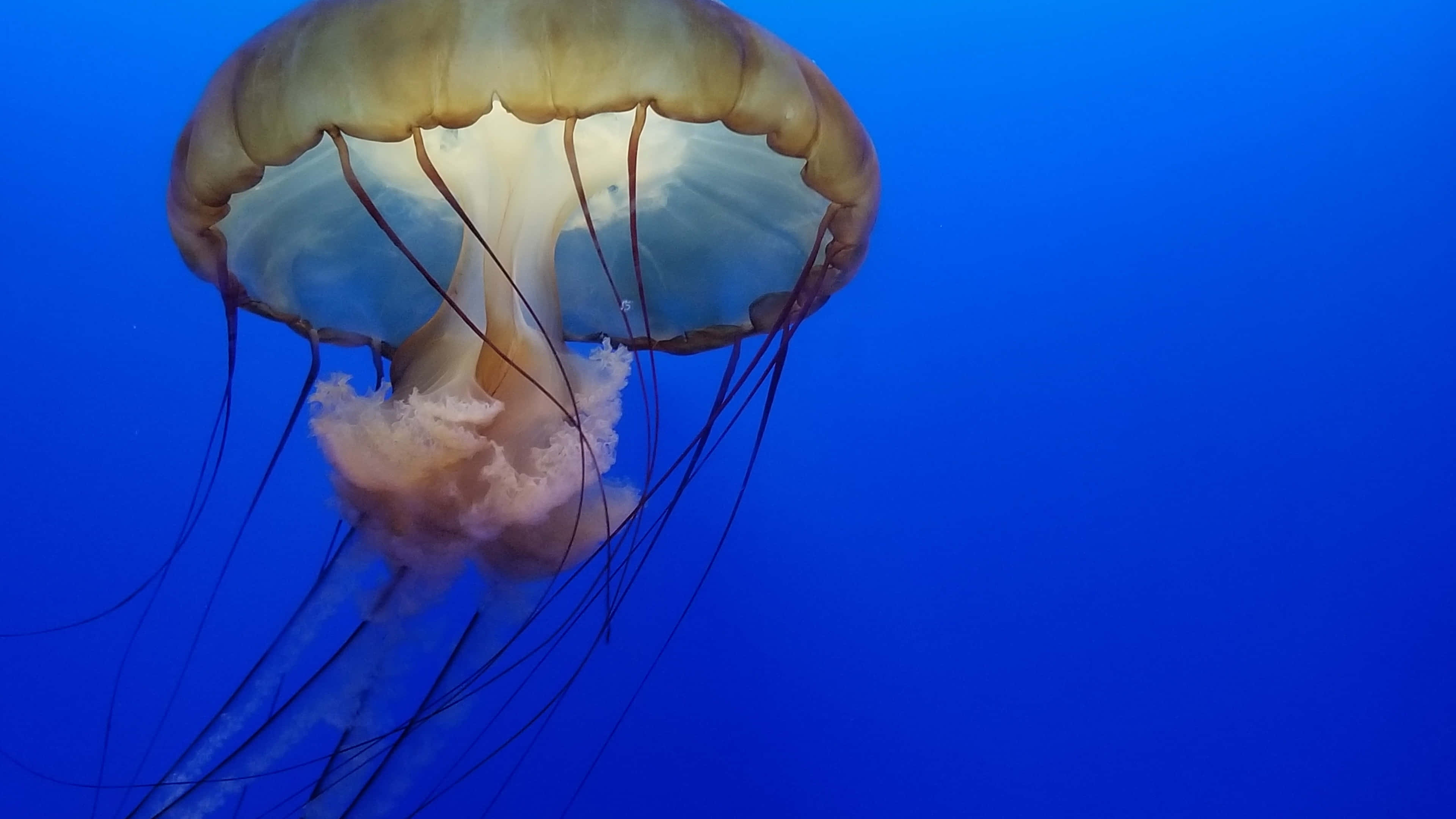 4K Jellyfish, iridescent jellyfish, vibrant blue neon lighting, 4K Desktop Wallpaper
