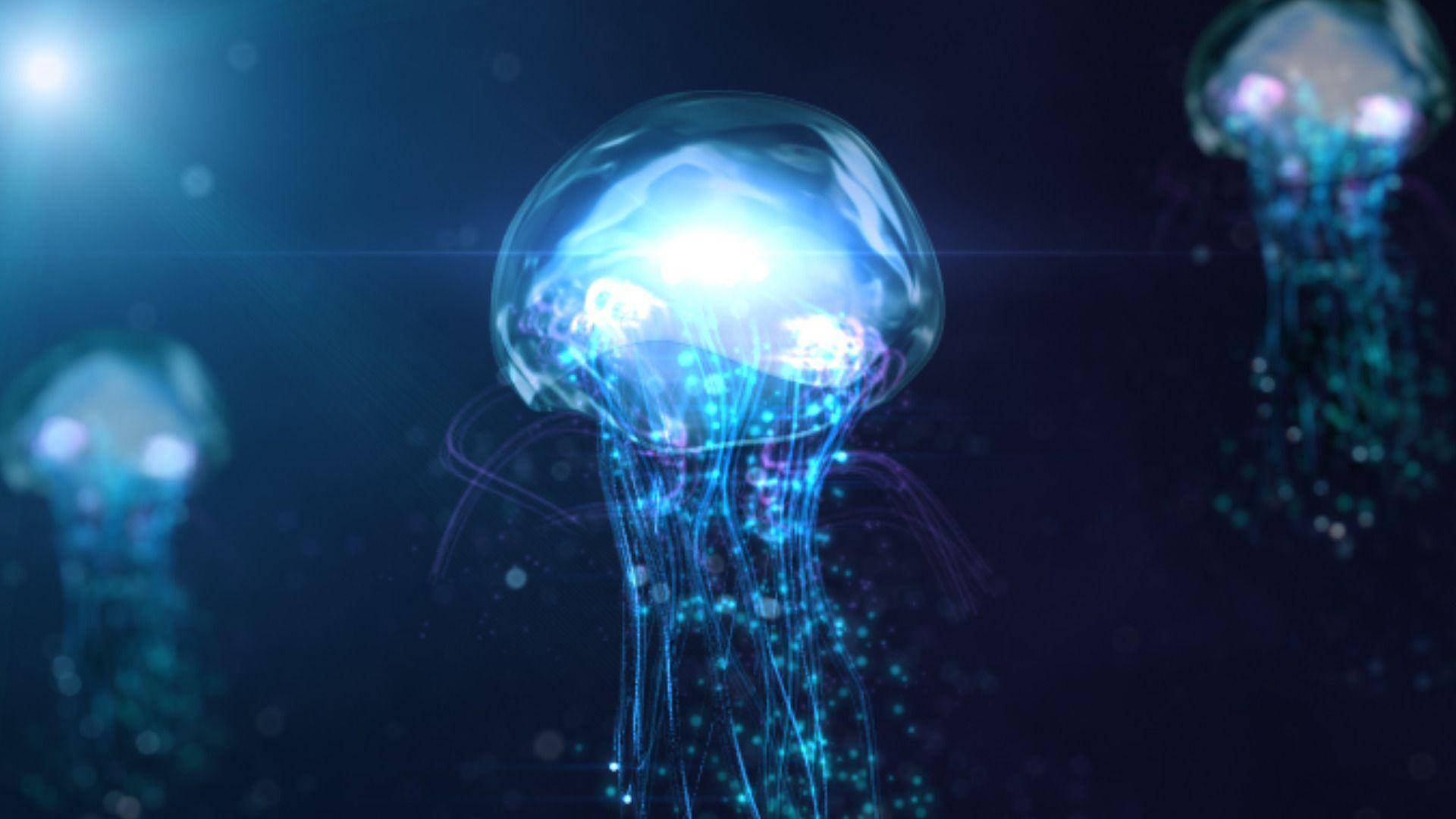 bright white jellyfish, glowing translucent jellyfish, deep ocean darkness, Full HD Desktop Wallpaper