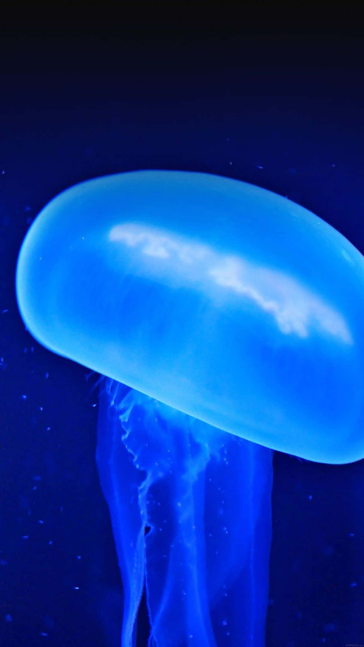 iPhone 5s, glowing blue jellyfish, deep ocean darkness, Full HD Phone Wallpaper