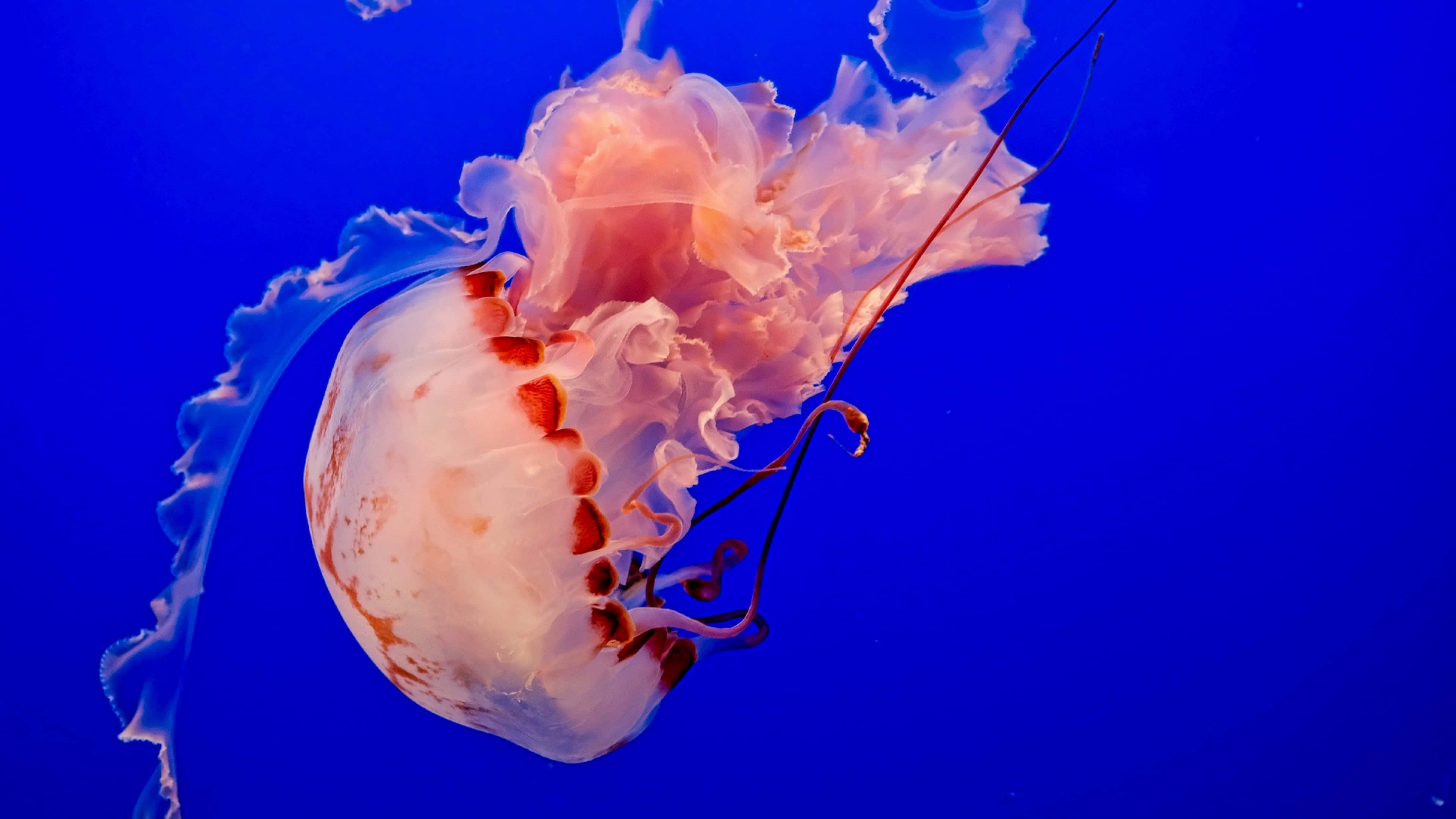 4K Jellyfish, translucent pink jellyfish, red markings, 4K Desktop Wallpaper
