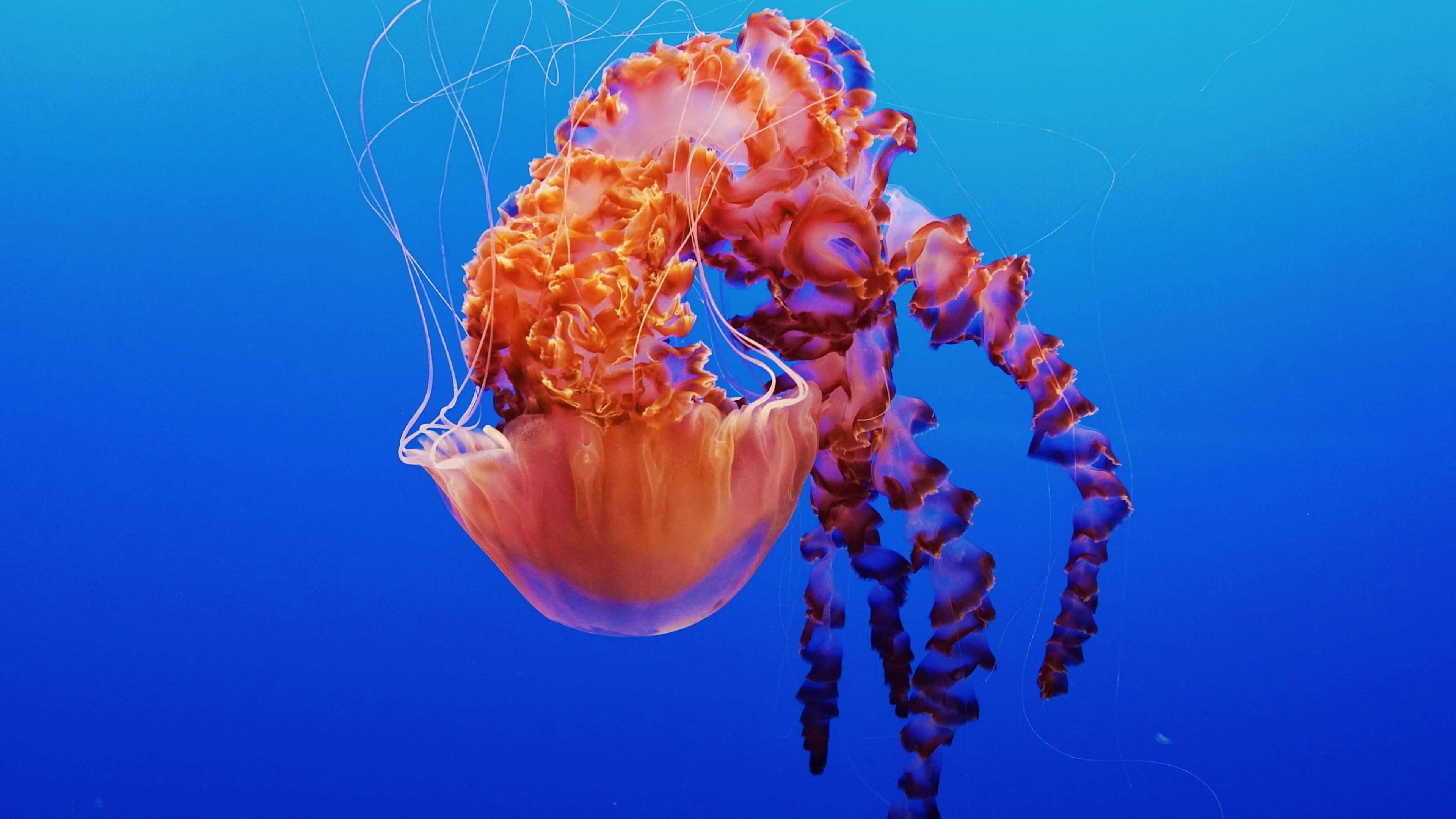 4K Jellyfish, vibrant orange, purple jellyfish, 4K Desktop Wallpaper
