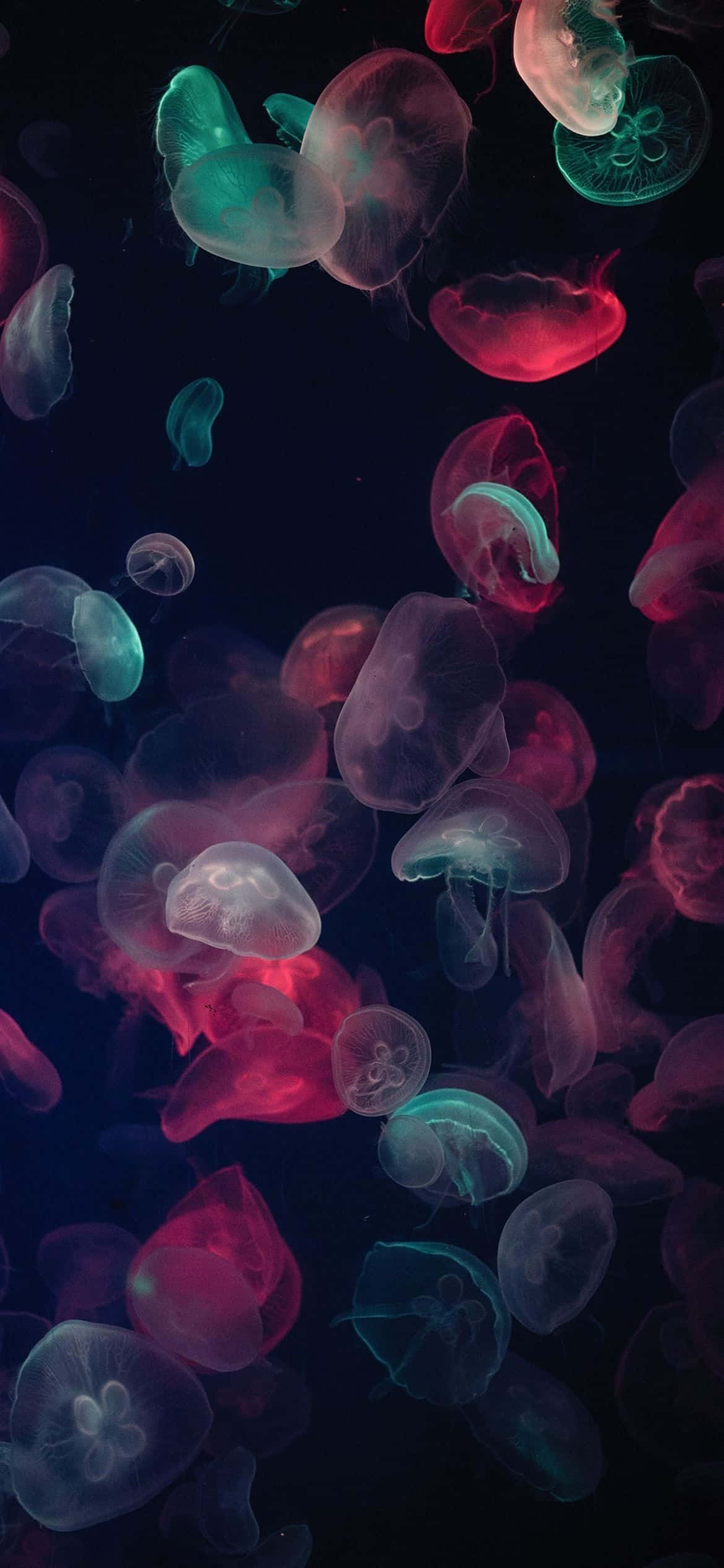 1170x2532, muticolored jellyfish, vibrant pink, Full HD Phone Wallpaper