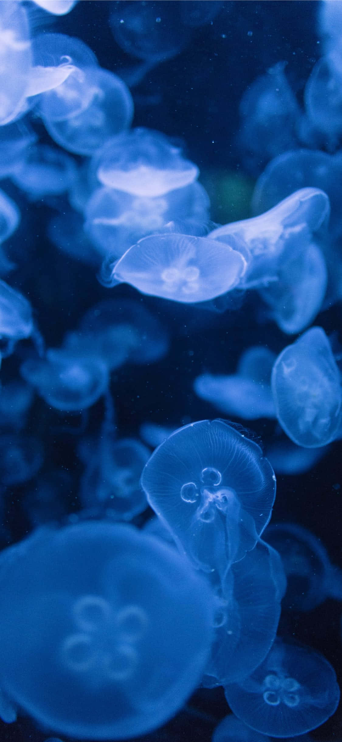 moon jellyfish, glowing blue, dark ocean waters, Full HD Phone Wallpaper