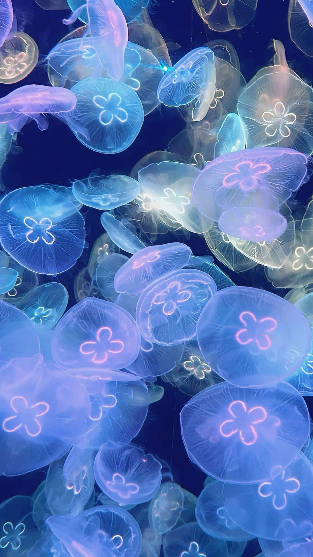 glowing blue, glowing purple, jellyfish, Full HD Phone Wallpaper