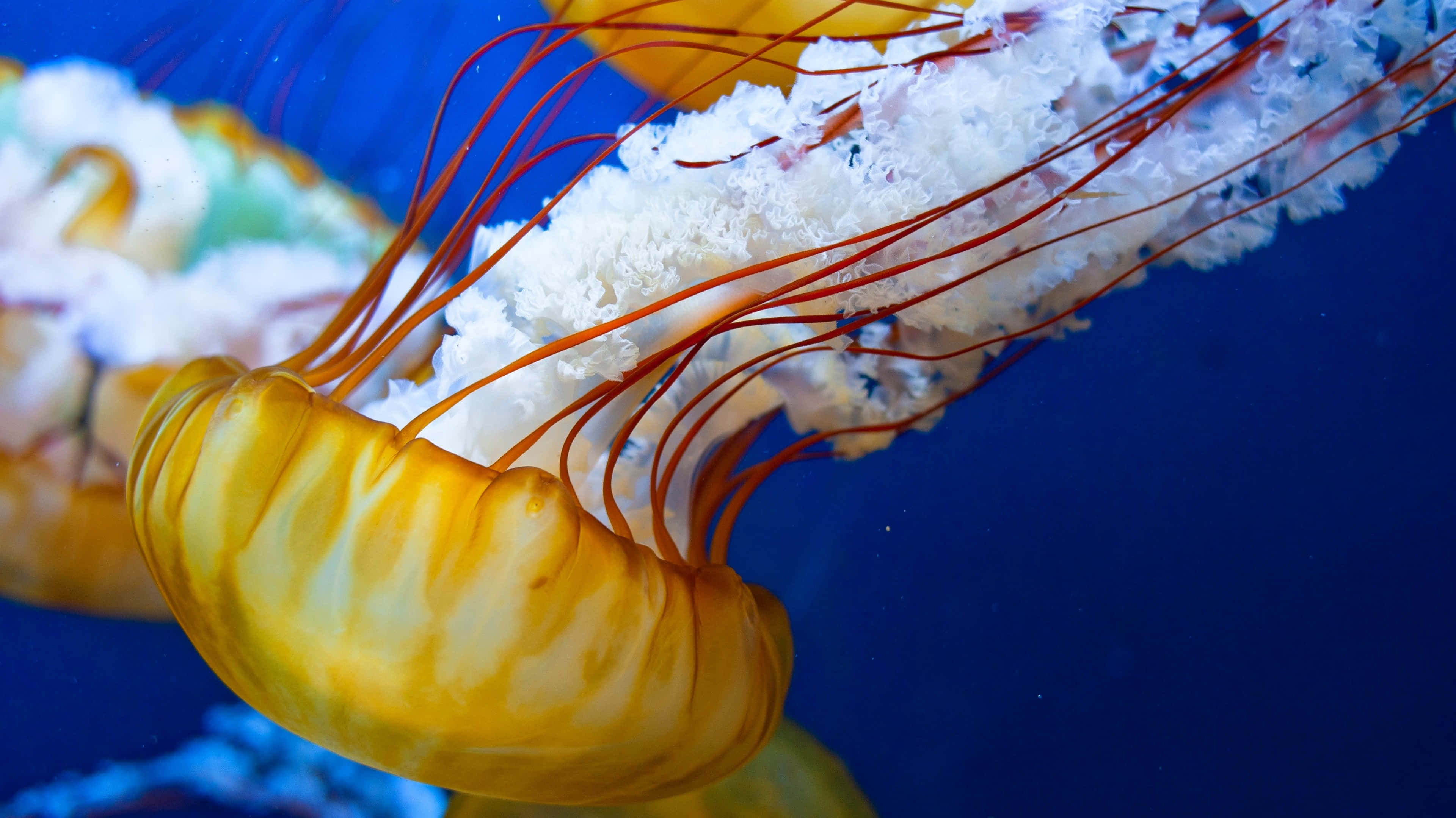 4K Jellyfish, vibrant yellow jellyfish, delicate red tentacles, 4K Desktop Wallpaper