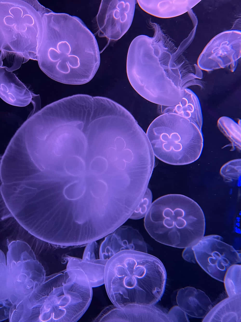 Moon Jellyfish, glowing purple, translucent bells, HD Phone Wallpaper
