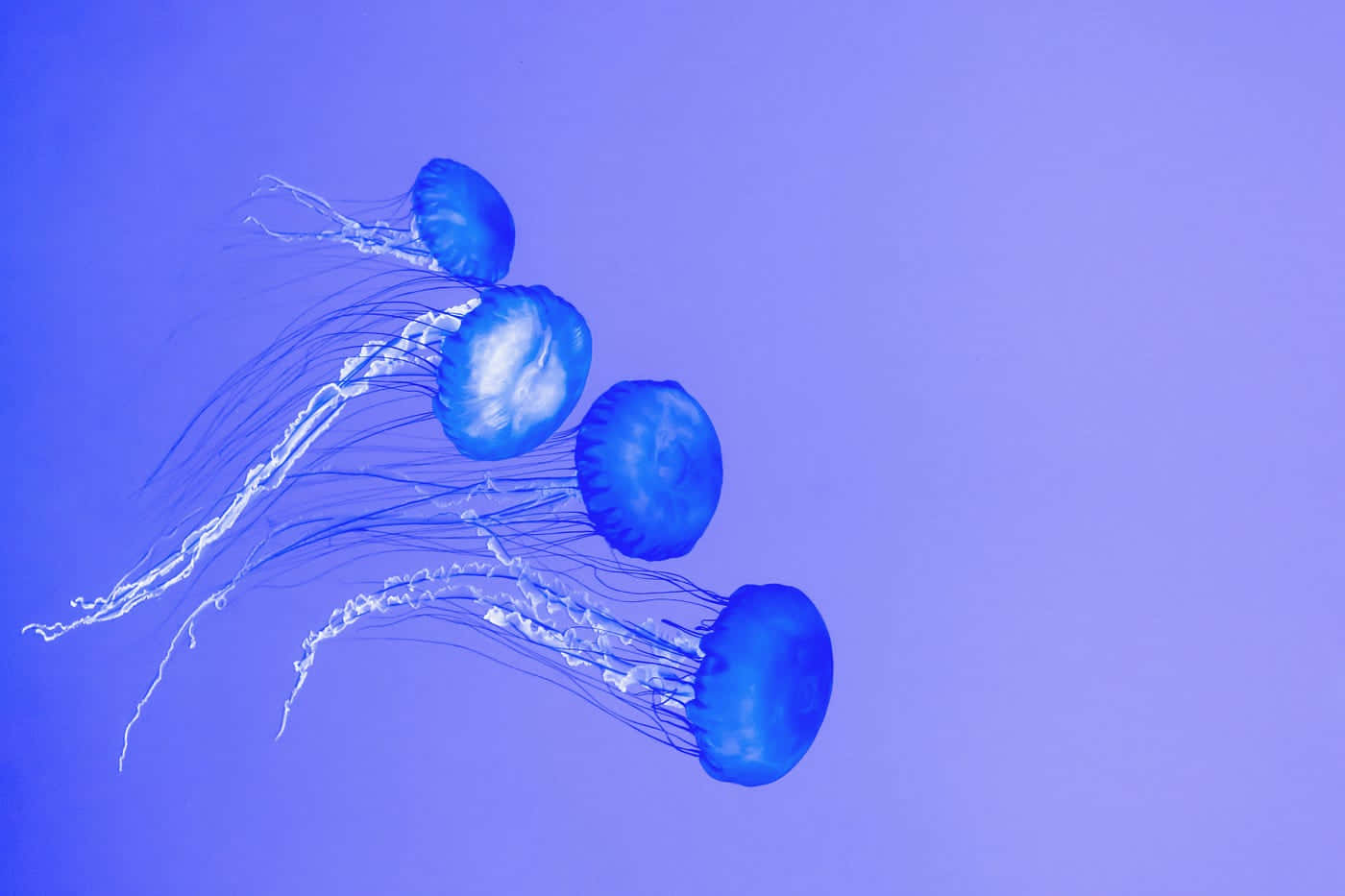 blue jellyfish, glowing blue jellyfish, gradient purple background, HD Desktop Wallpaper