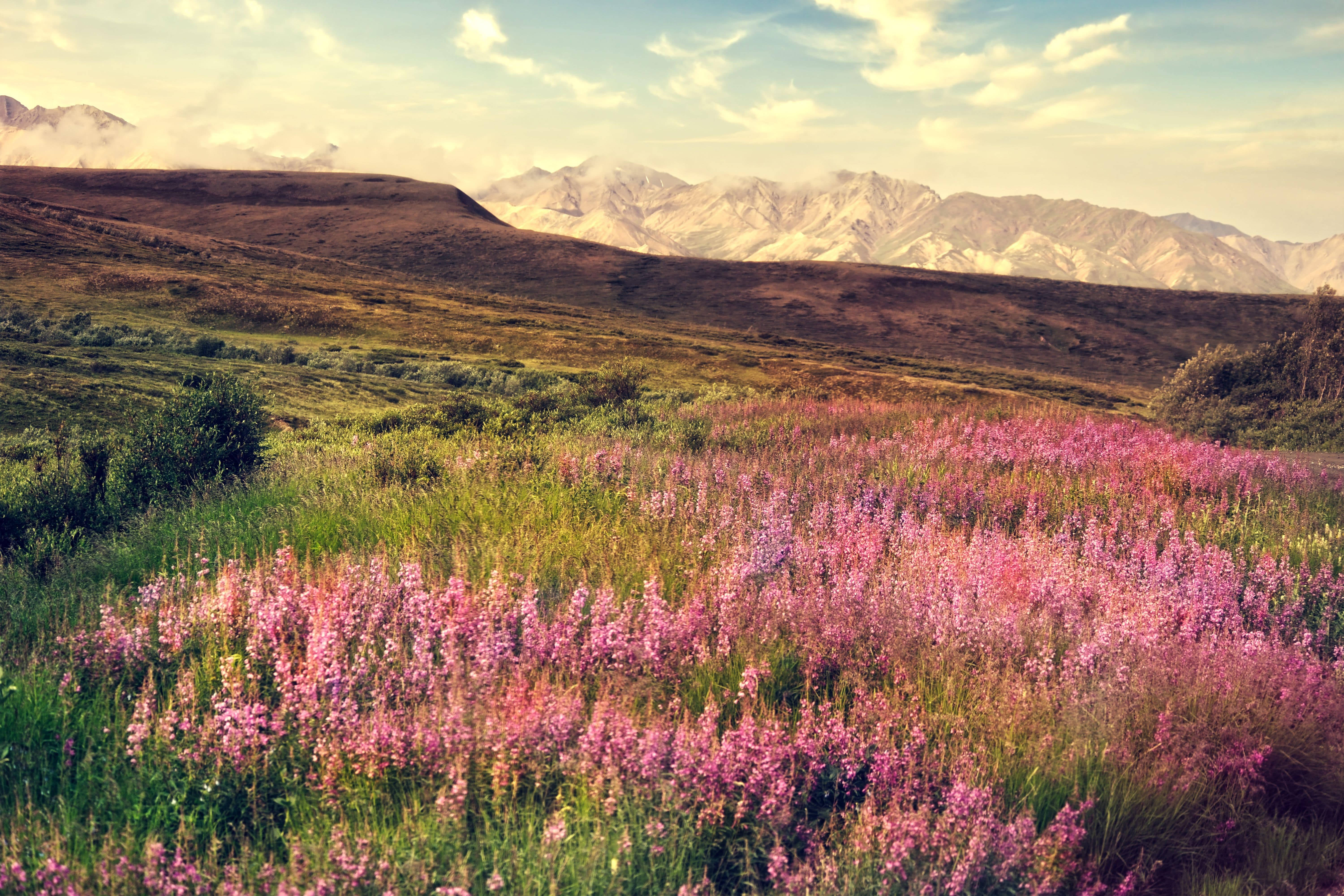 Calluna plant, pink wildflowers, snow-capped mountains, 5K Desktop Wallpaper