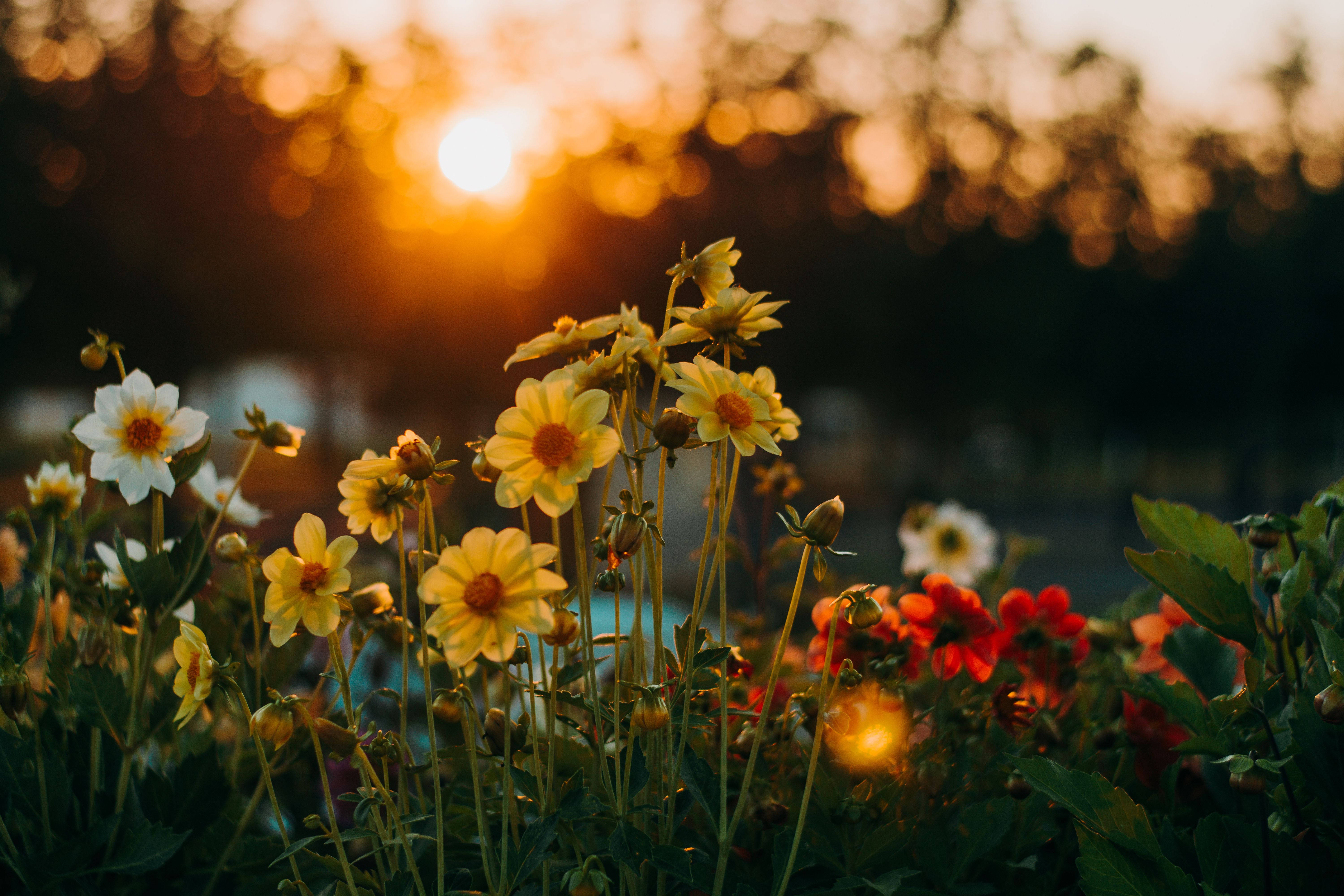 4K Landscape, flower garden, sunset, 5K Desktop Wallpaper