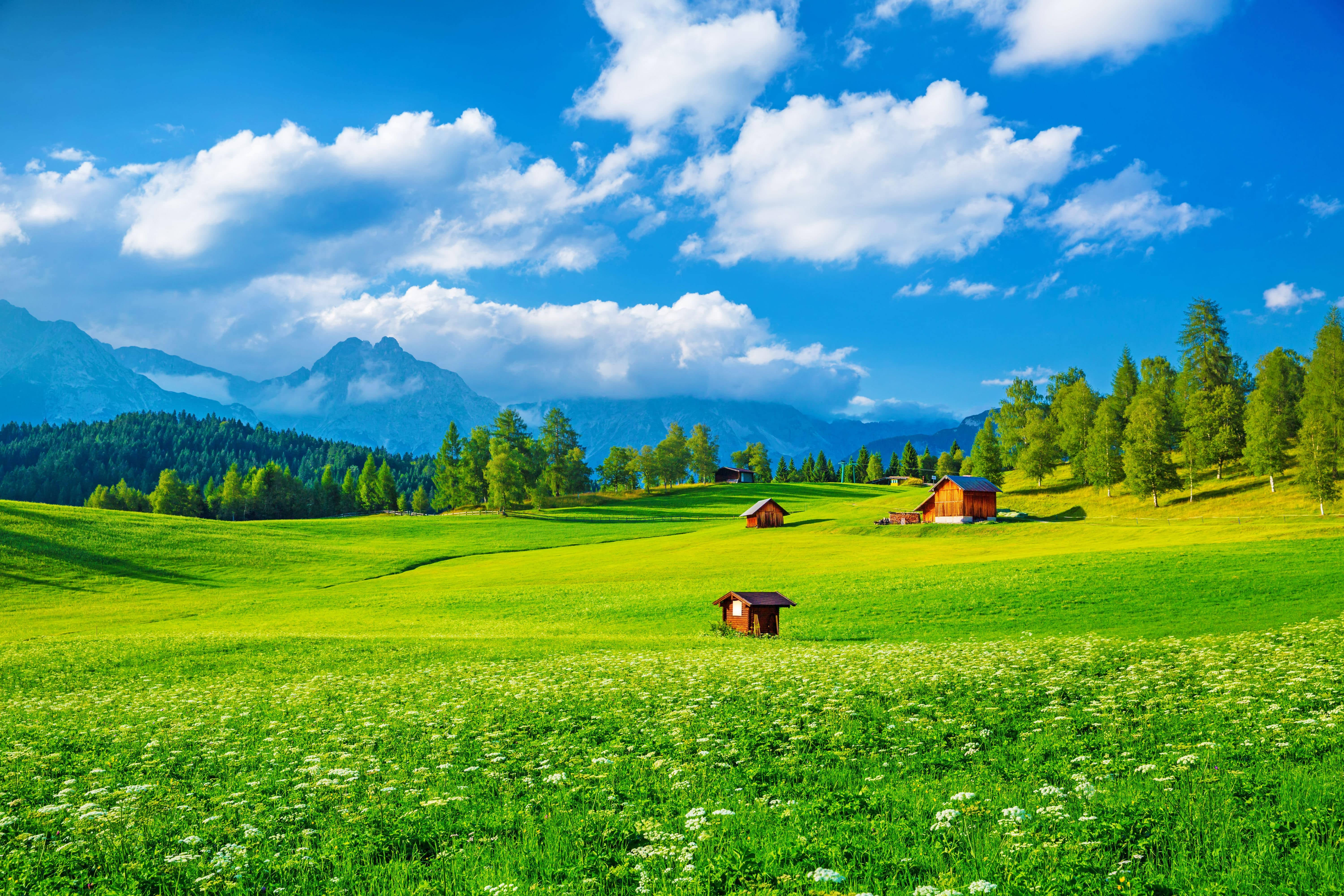 4K Landscape, vibrant green meadows, white flowers, 5K Desktop Wallpaper