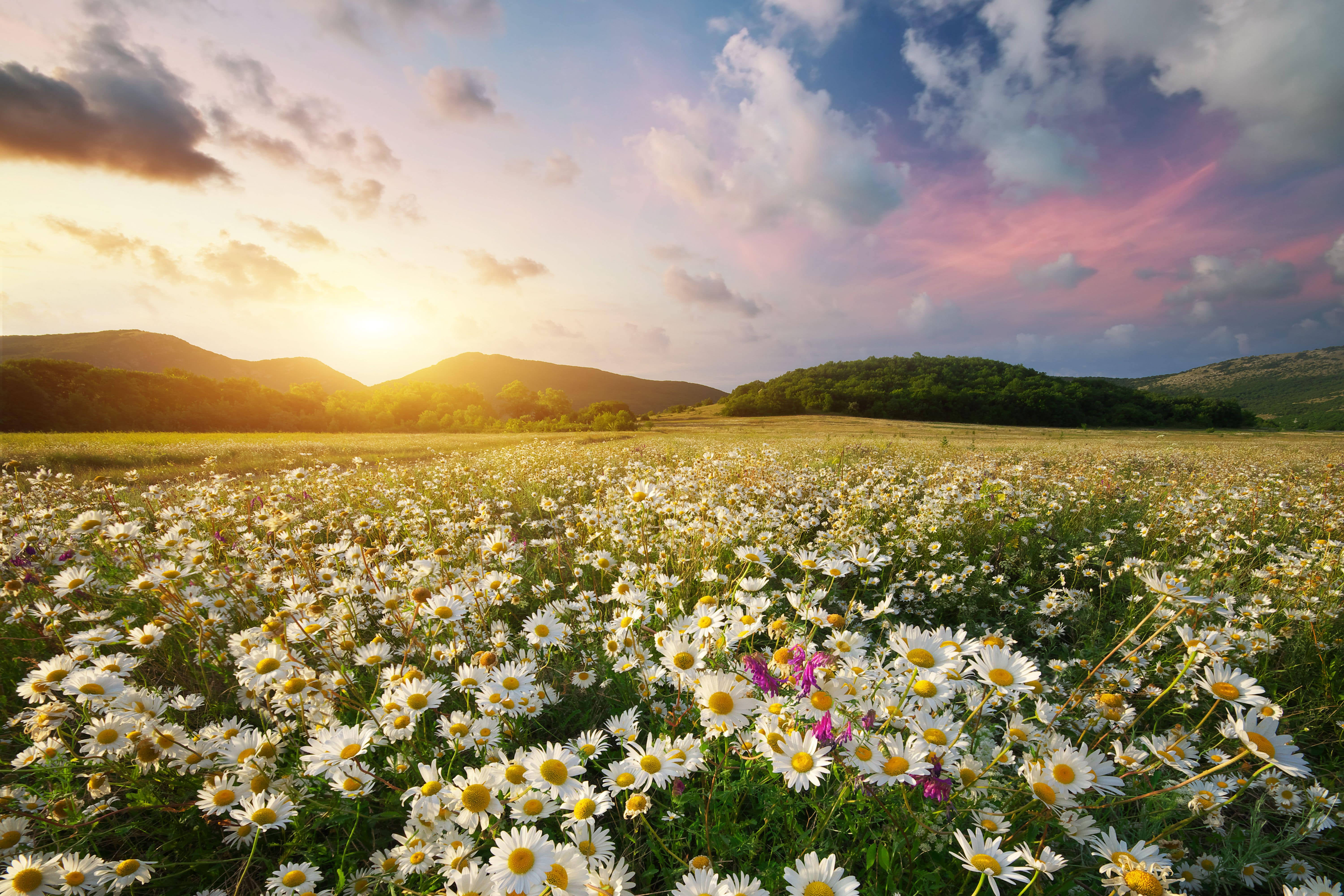 golden sunset, vast field of white daisies, green grass, 5K Desktop Wallpaper