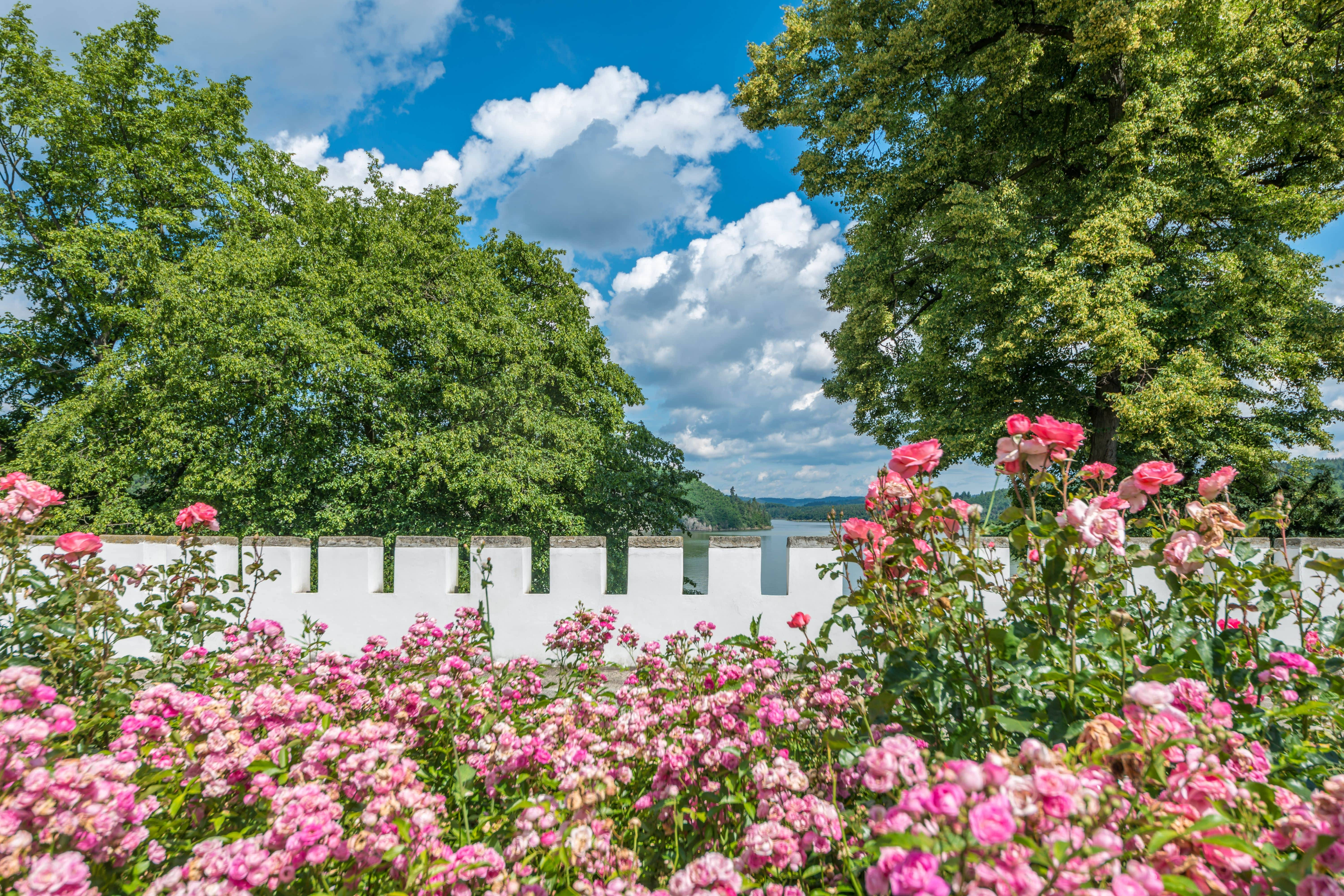 4K Landscape, pink garden roses, white fence, 5K Desktop Wallpaper