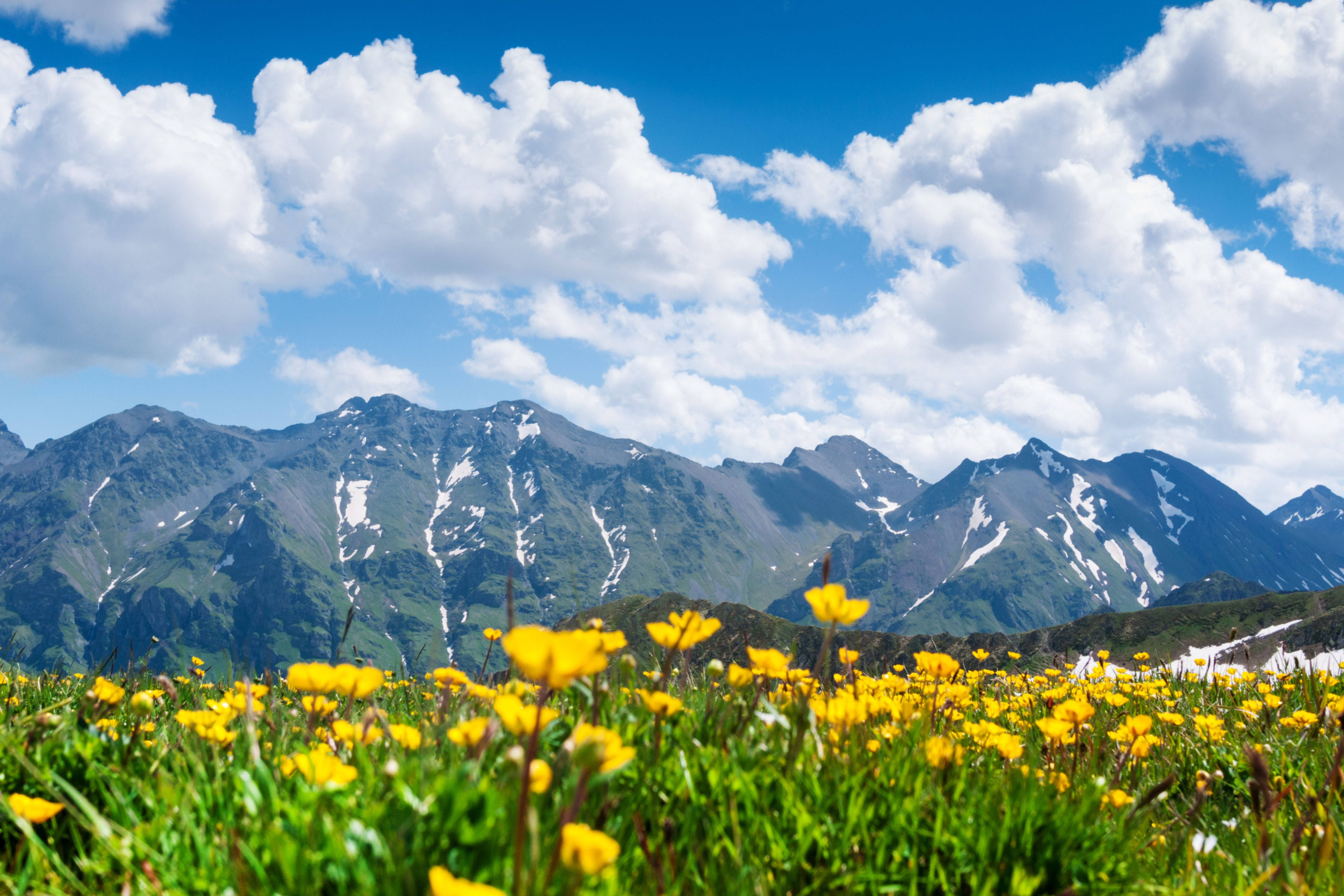 4K Landscape, flower ice mountain, vibrant yellow wildflowers, 5K Desktop Wallpaper