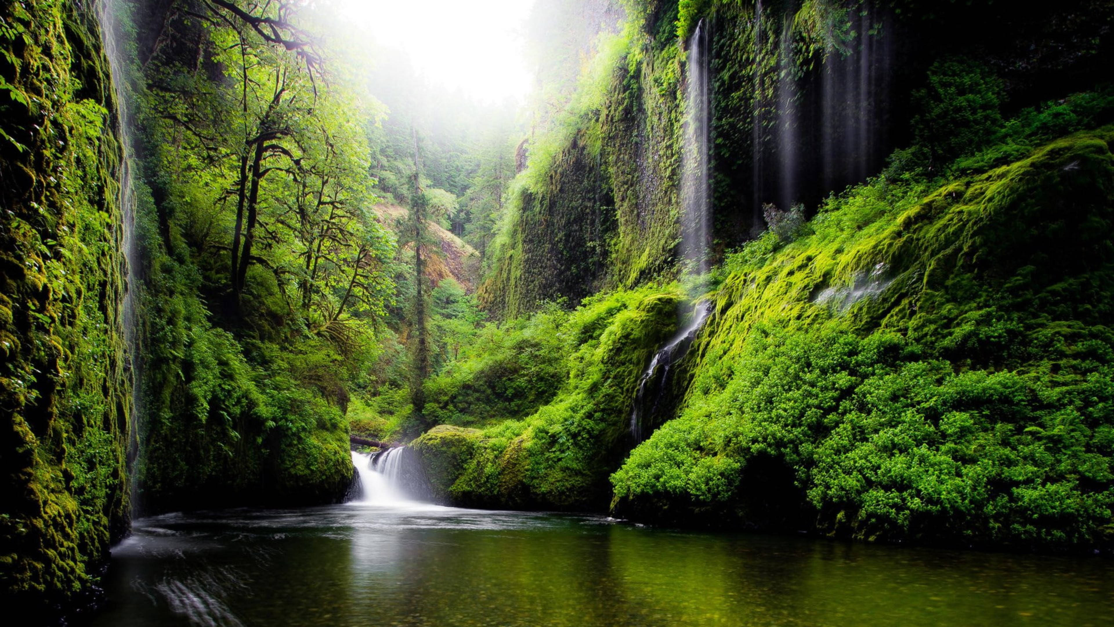 4K Laptop, waterfalls, lush green forest canopy, 4K Desktop Wallpaper