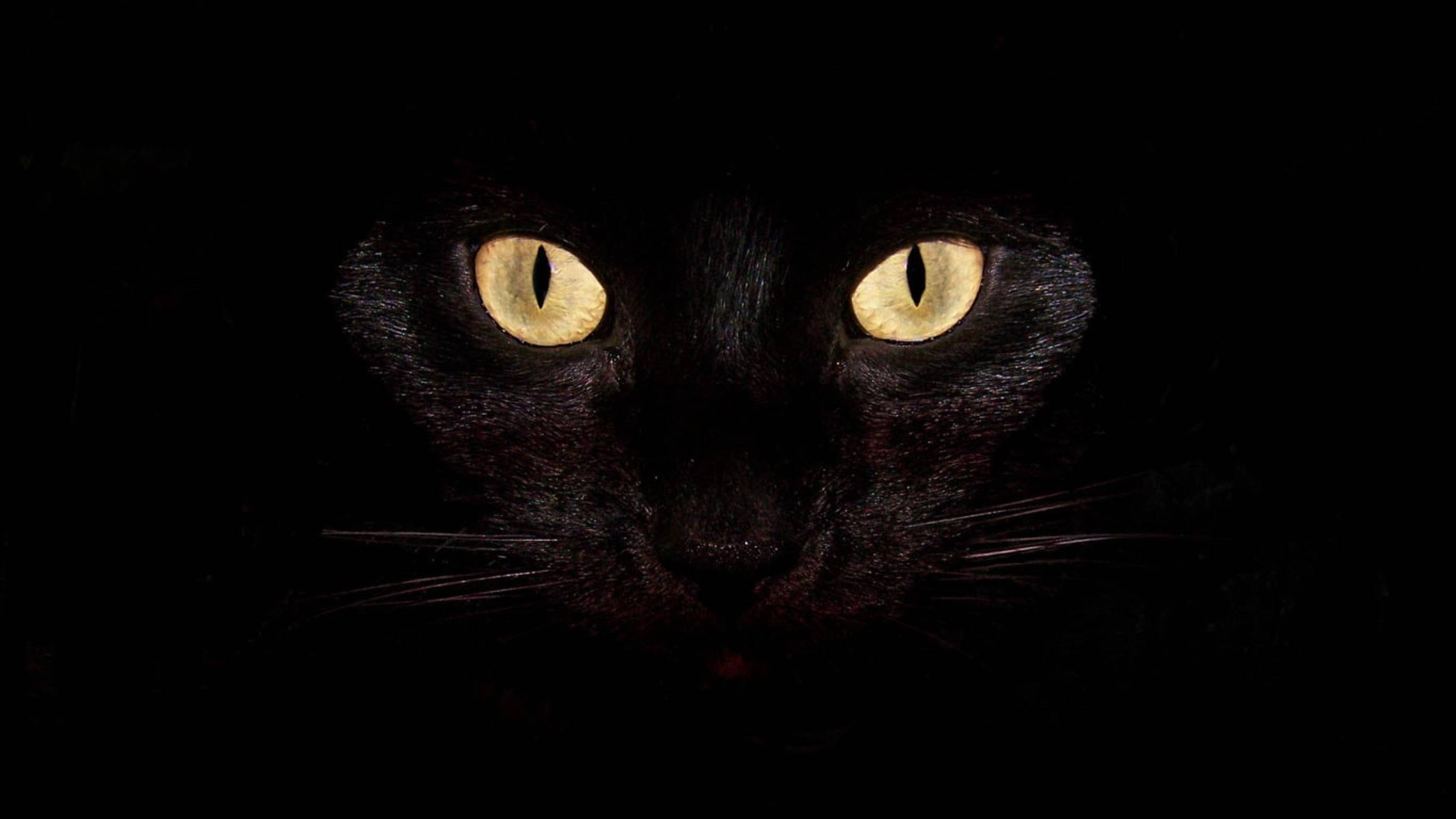4K Laptop, cat eyes, glowing yellow eyes, 4K Desktop Wallpaper