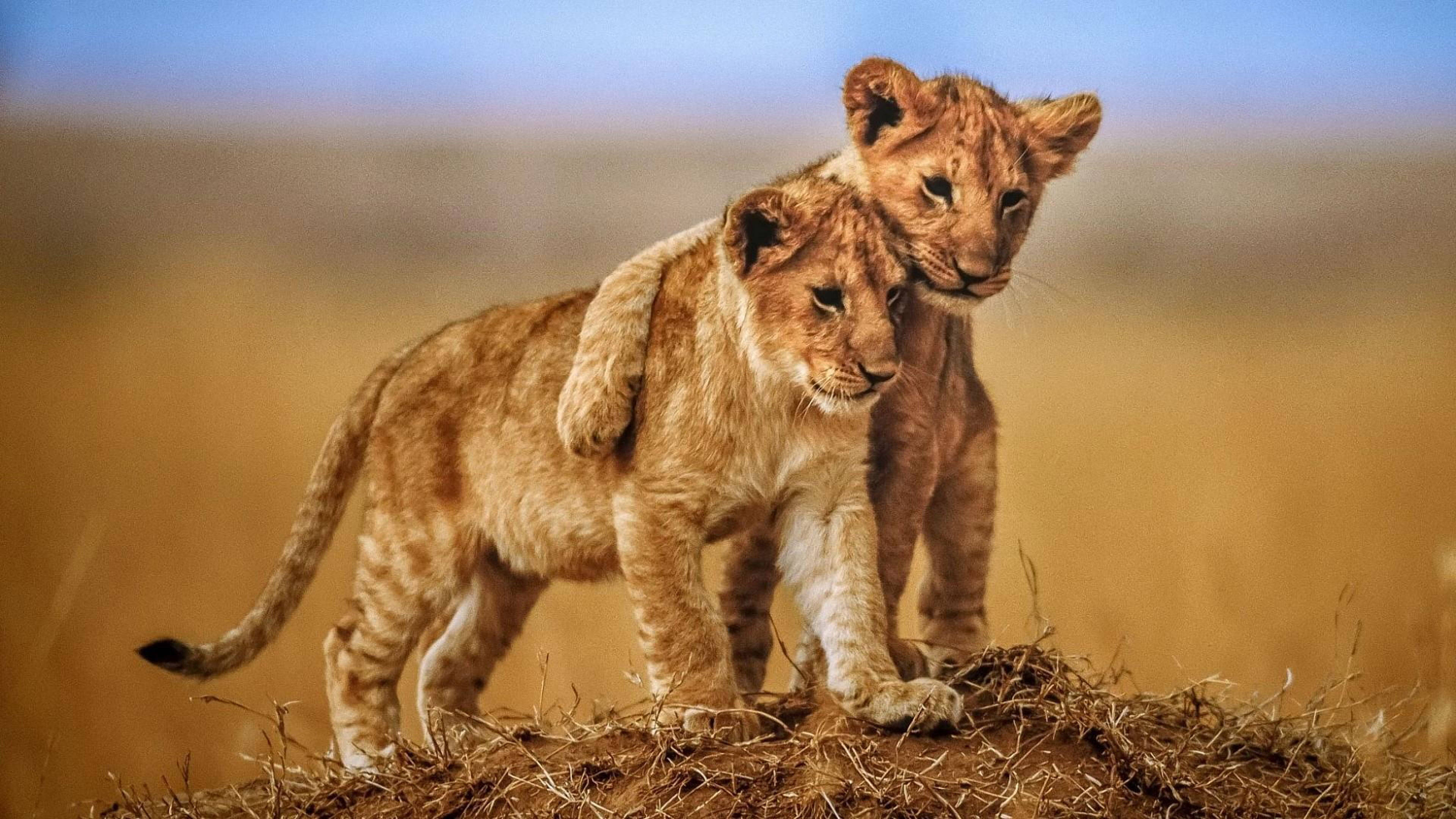 lion cubs, grassy mound, golden savanna, 4K Desktop Wallpaper