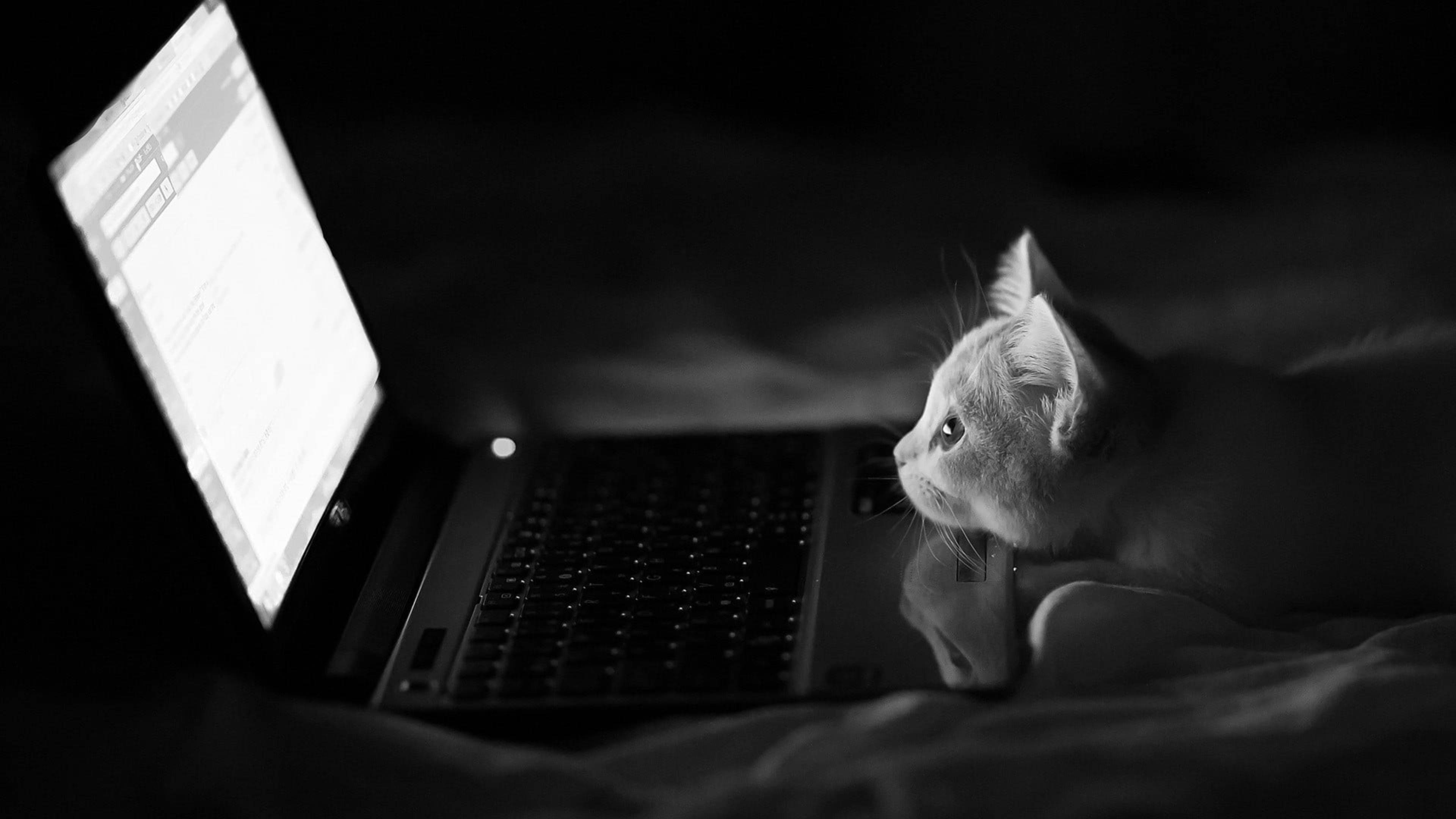 4K Laptop, cat, glowing laptop screen, 4K Desktop Wallpaper