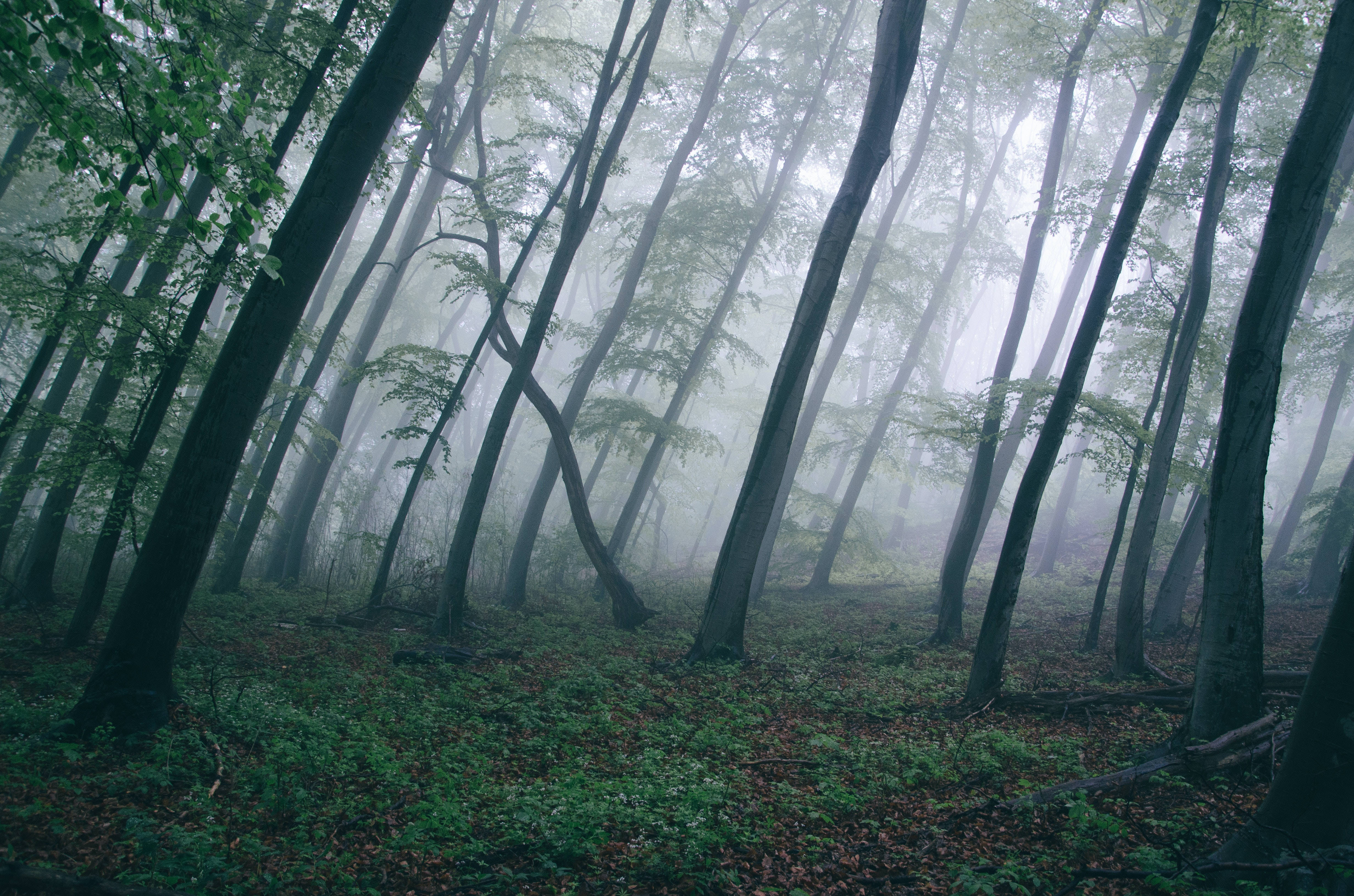 Misty Forest, 4K HD Laptop, tall trees, 4K Desktop Wallpaper