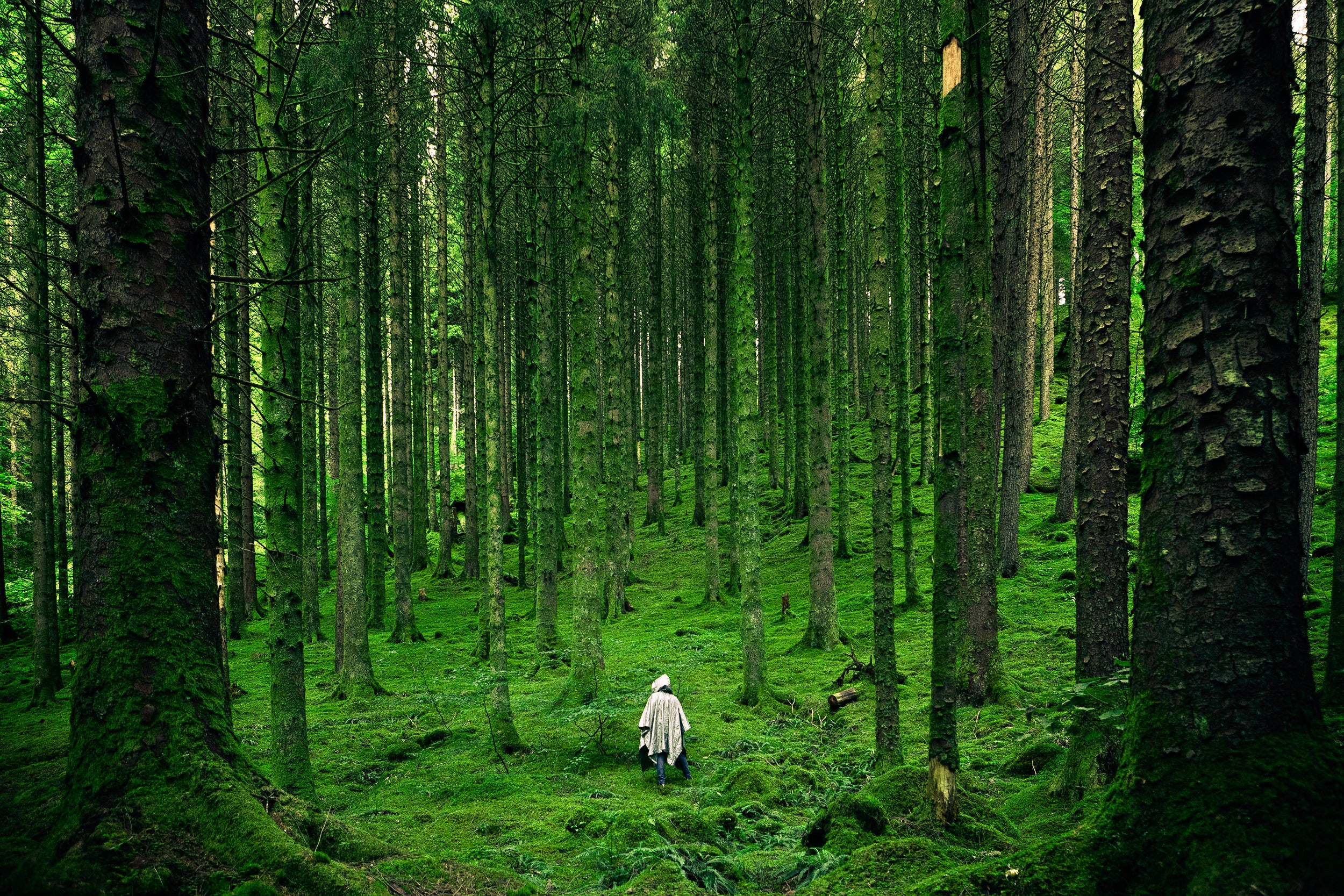 Forest Trees, 4K HD Laptop, white coat, Full HD Desktop Wallpaper