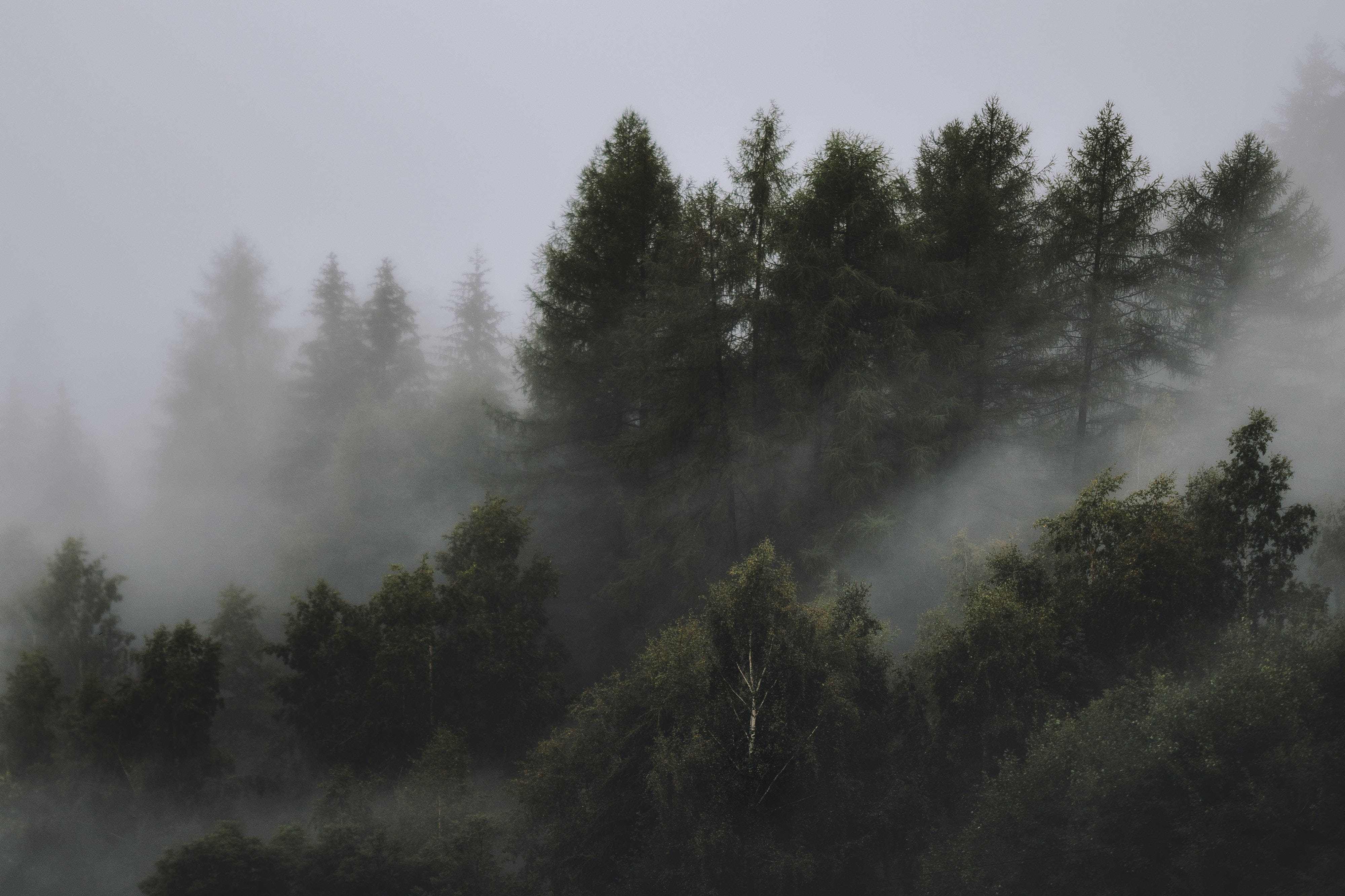 Cold Foggy Forest, 4K HD Laptop, misty forest, 4K Desktop Wallpaper