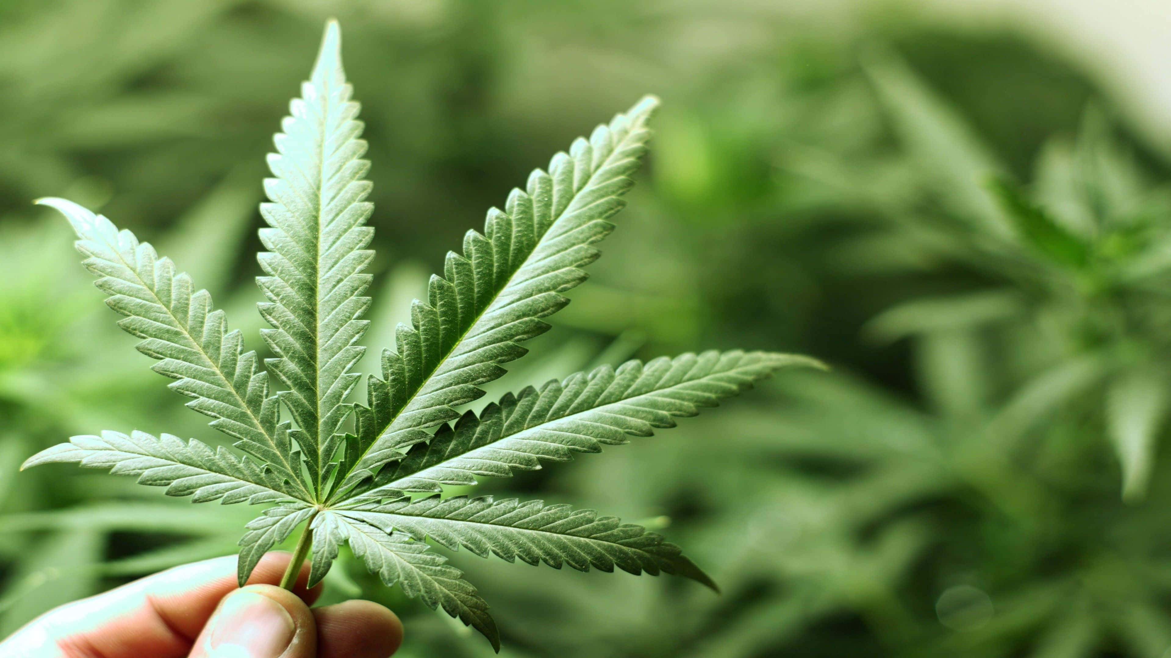 4K Marijuana, vibrant green cannabis leaf, serrated edges, 4K Desktop Wallpaper