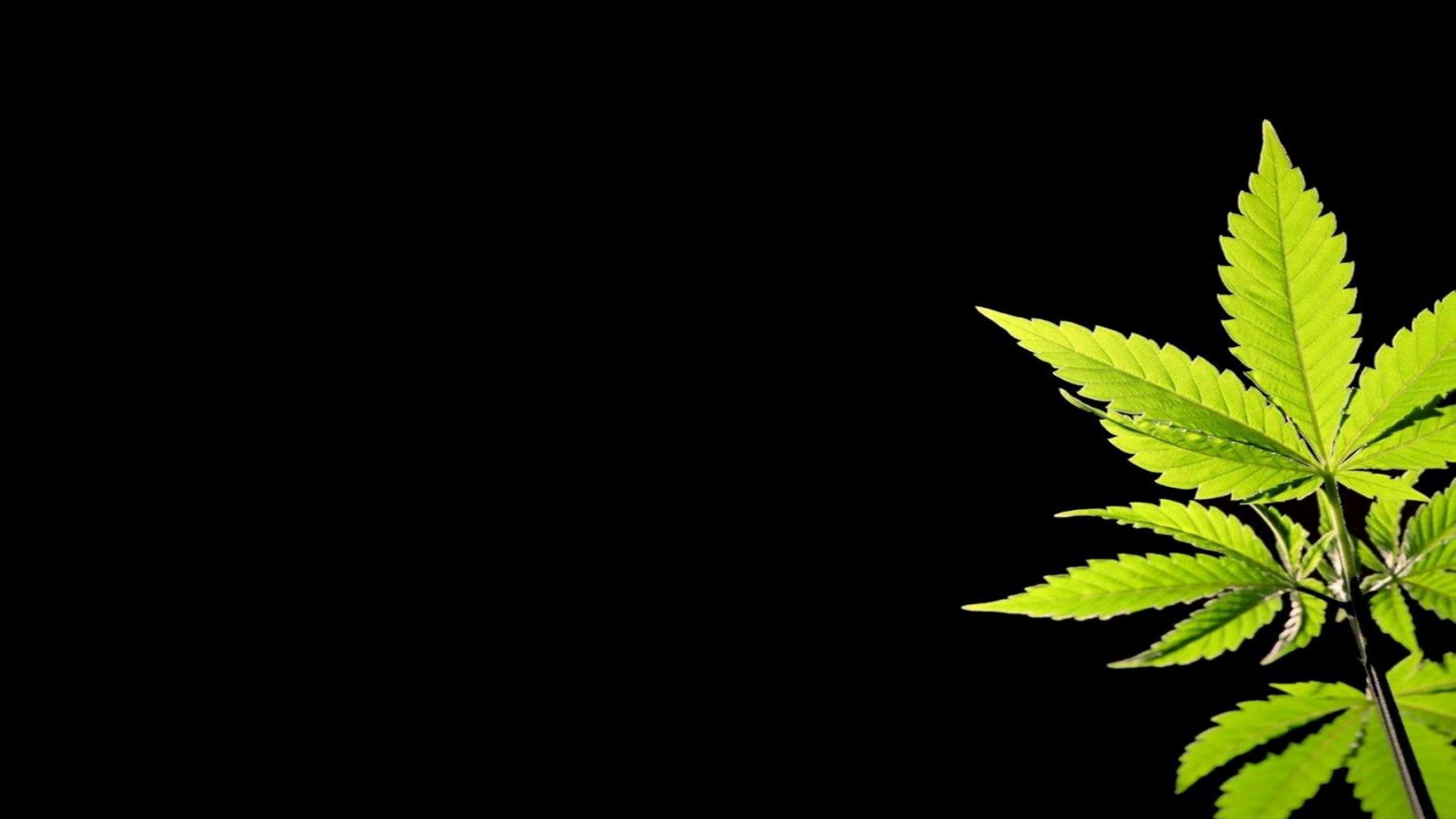 4K Marijuana, vibrant green cannabis leaf, stark black background, 4K Desktop Wallpaper